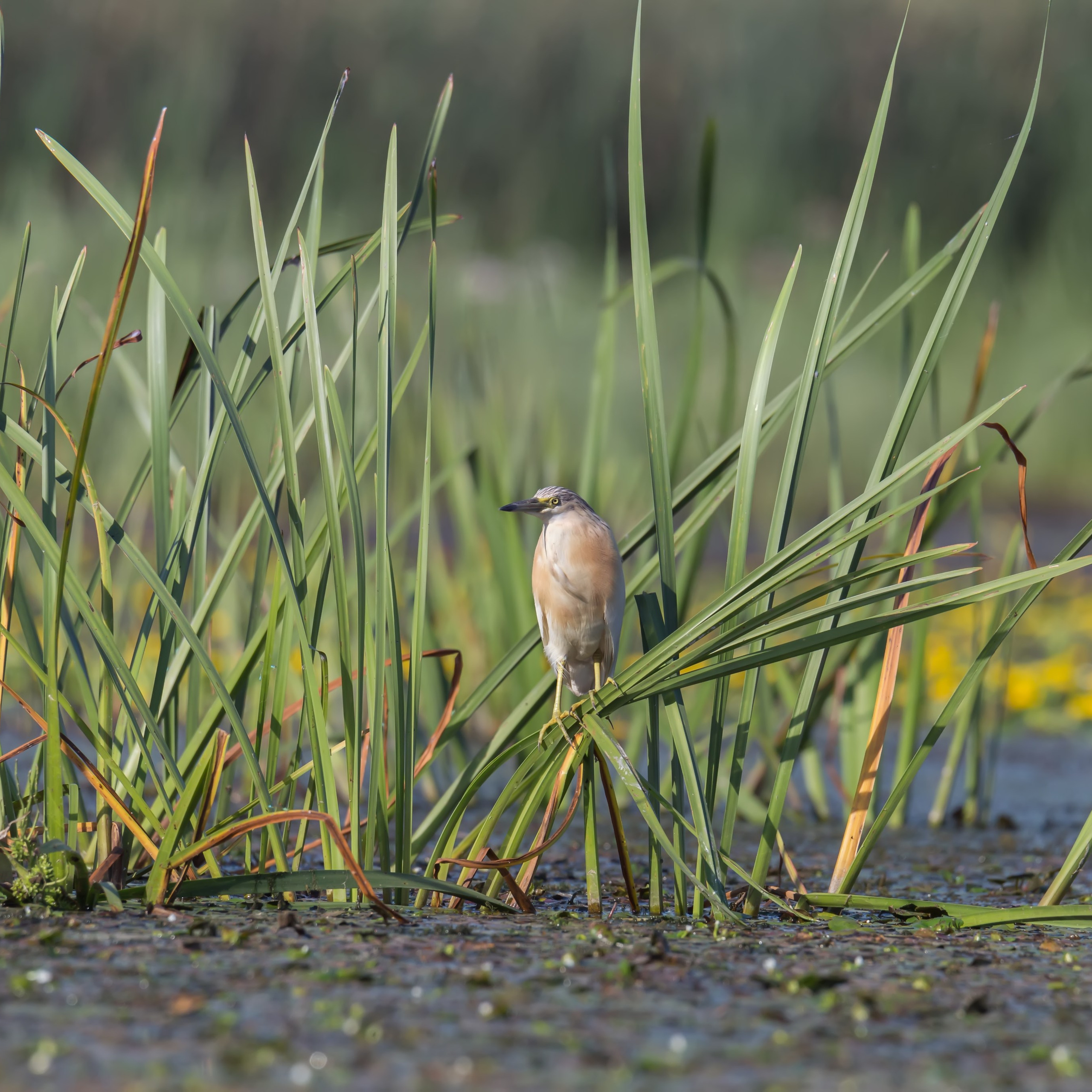 Желтая цапля. Астраханский биосферный заповедник. Астрахань. 