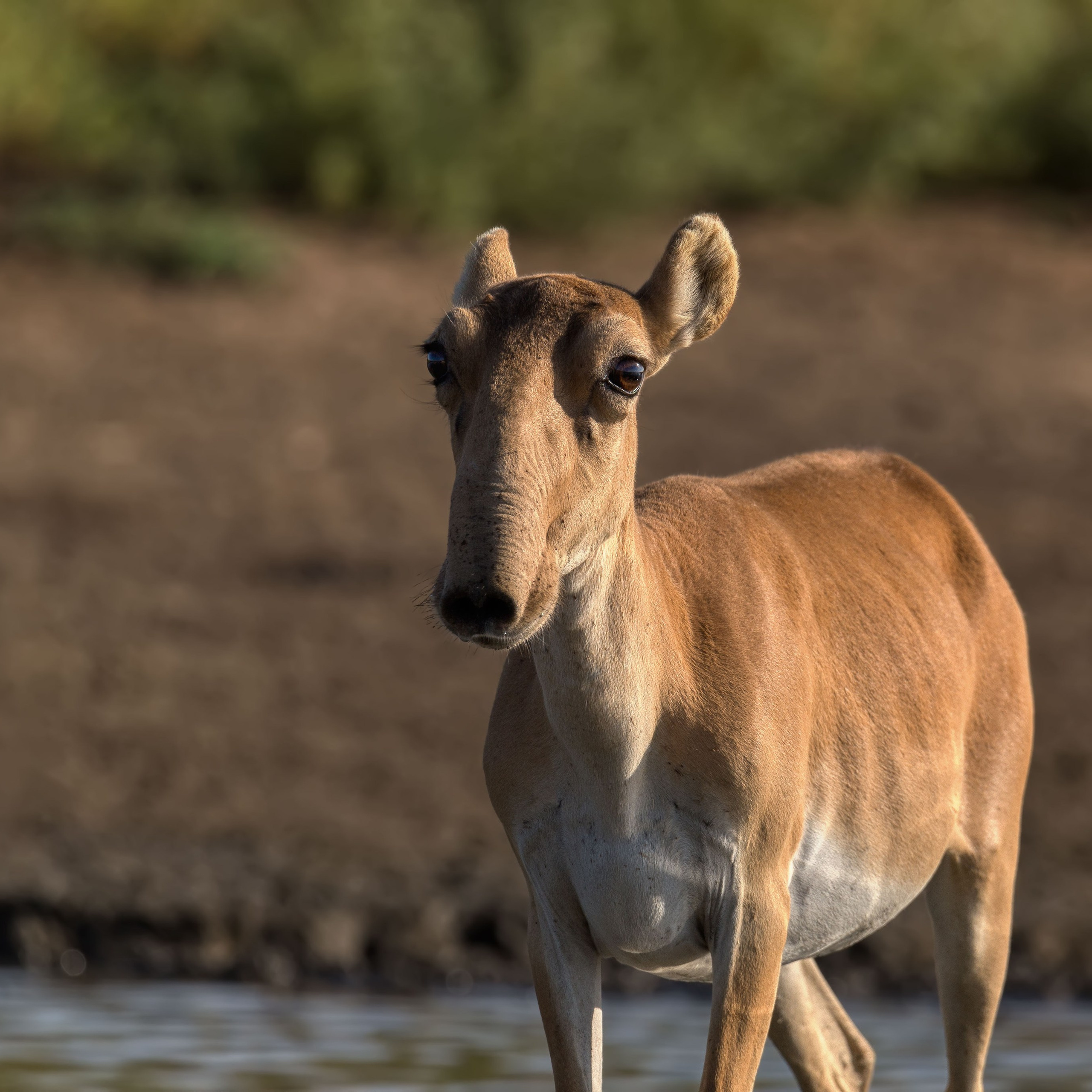 Сайгак. Заповедник "Черные земли". Республика Калмыкия. 