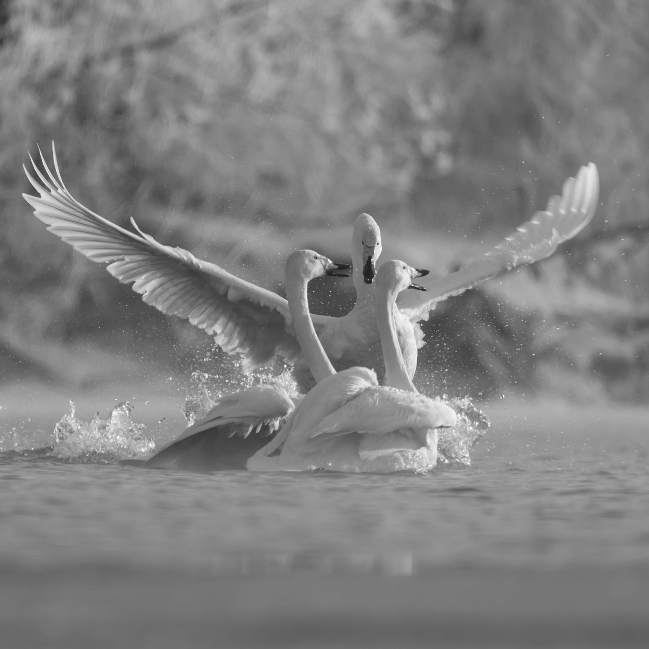 Анималистика. Пейзажный фотограф и фотограф-анималист