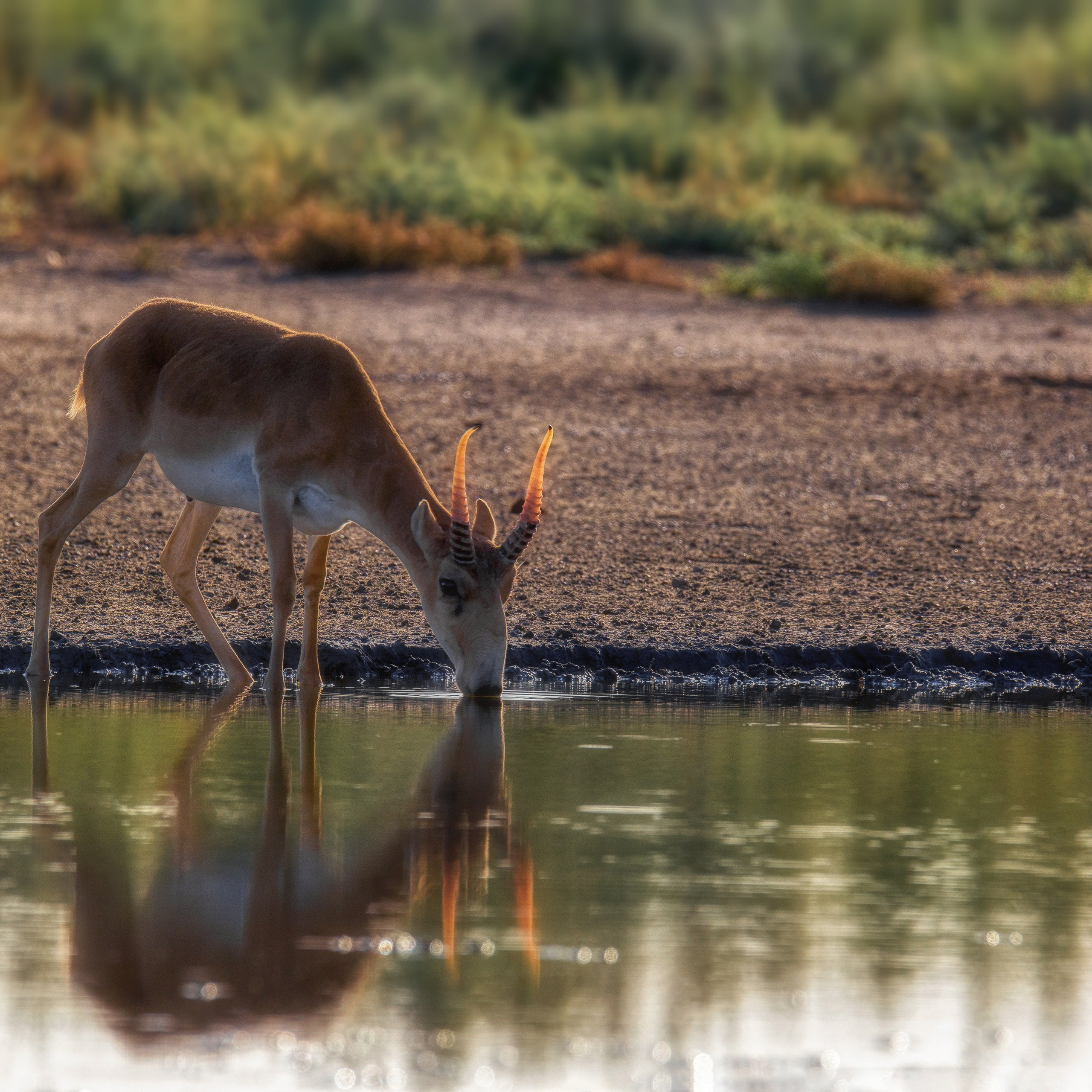 Сайгак. Заповедник "Черные земли". Республика Калмыкия. 