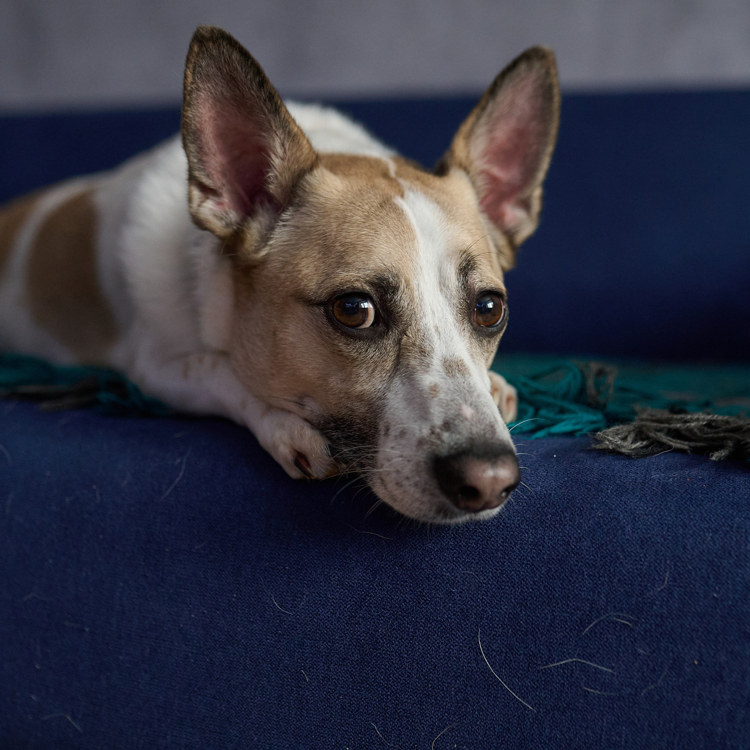 Отзывы. Семейный и свадебный фотограф в Сарове Дмитрий Власов