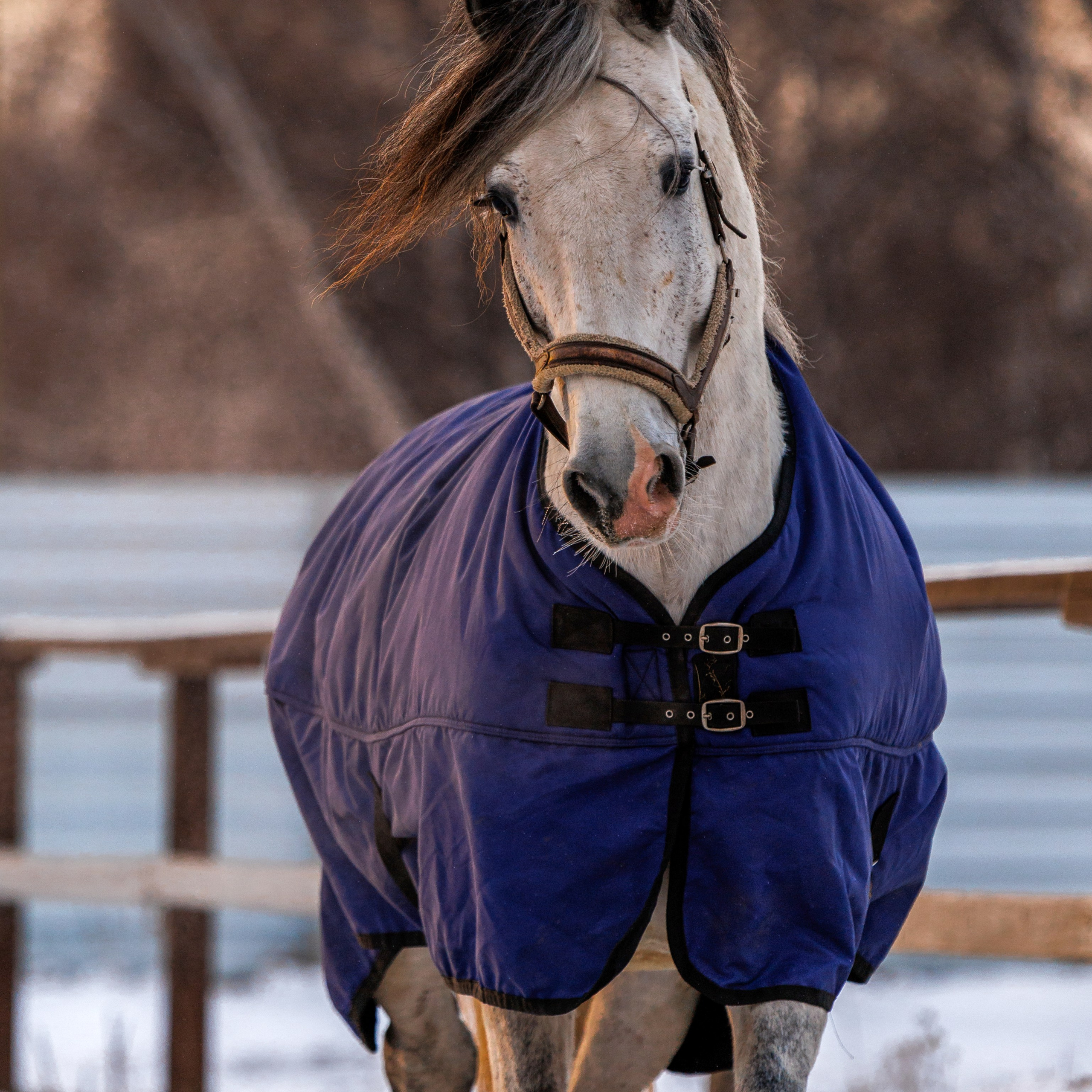 Лошади Ермолаево