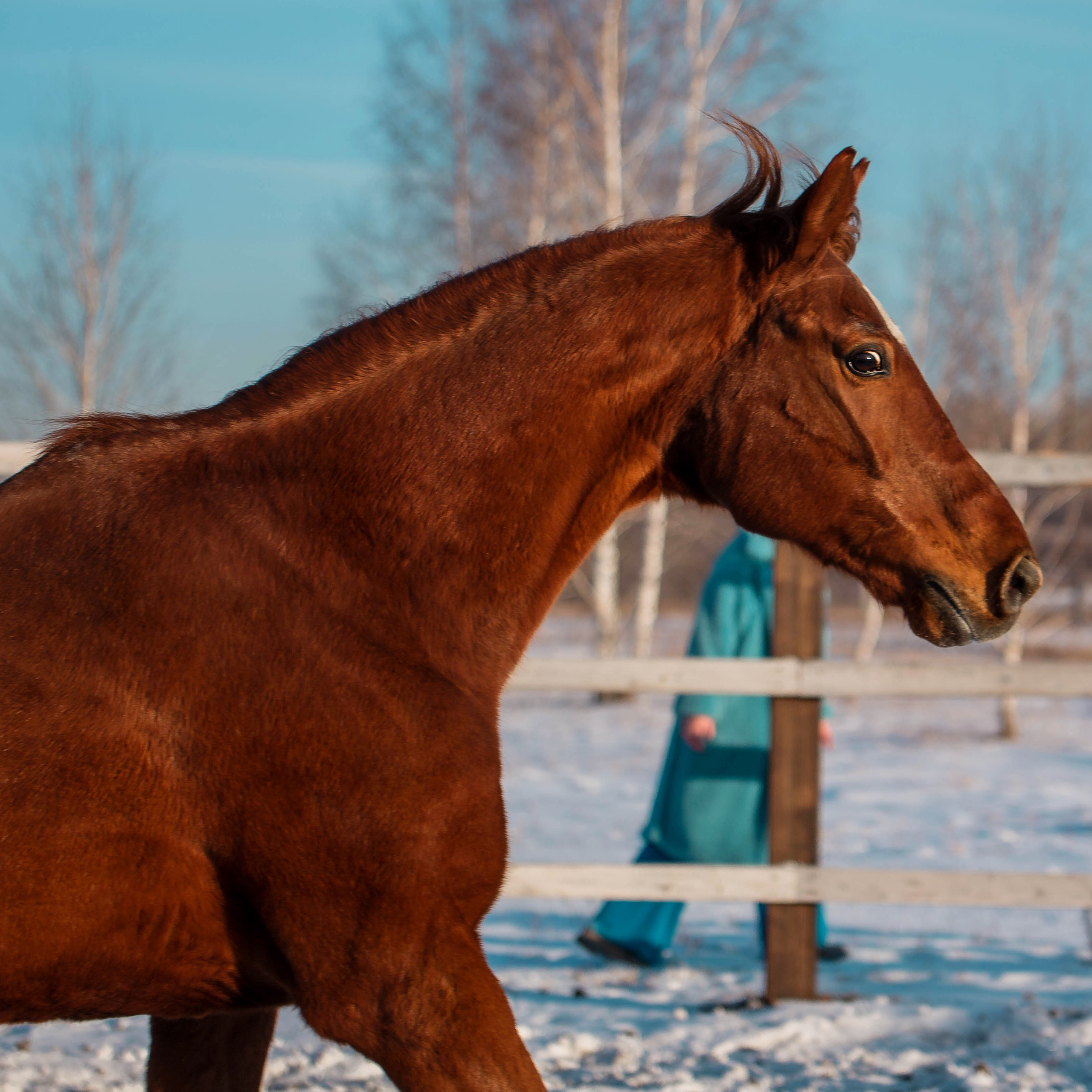 лошади зимой