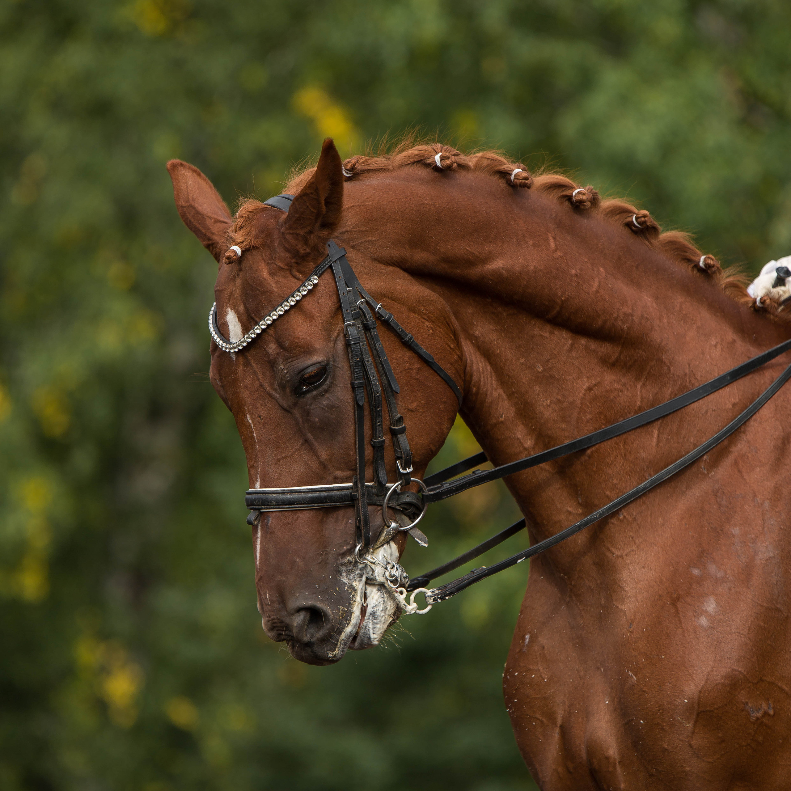 Отзывы. Конный фотограф в Красноярске — Любовь Похабова