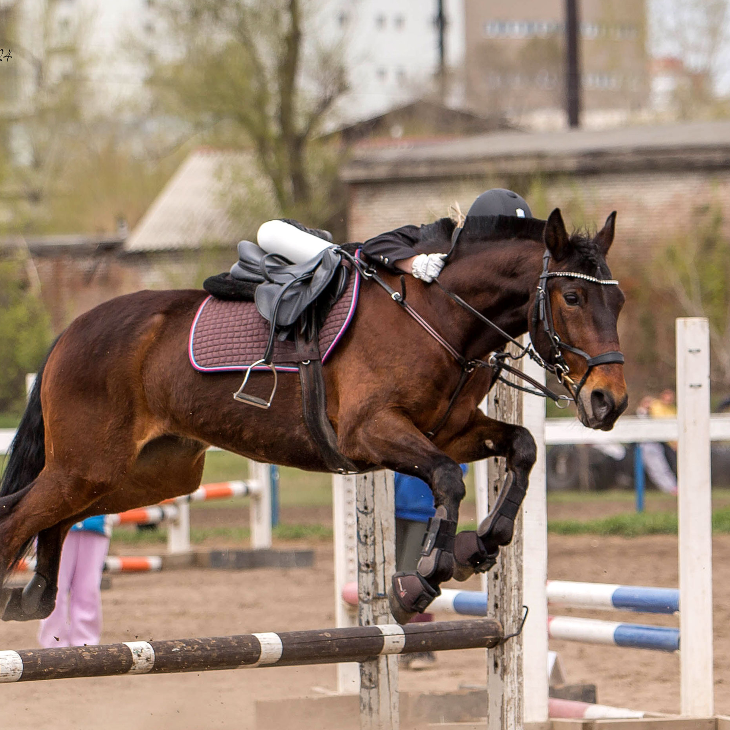 Отзывы. Конный фотограф в Красноярске — Любовь Похабова
