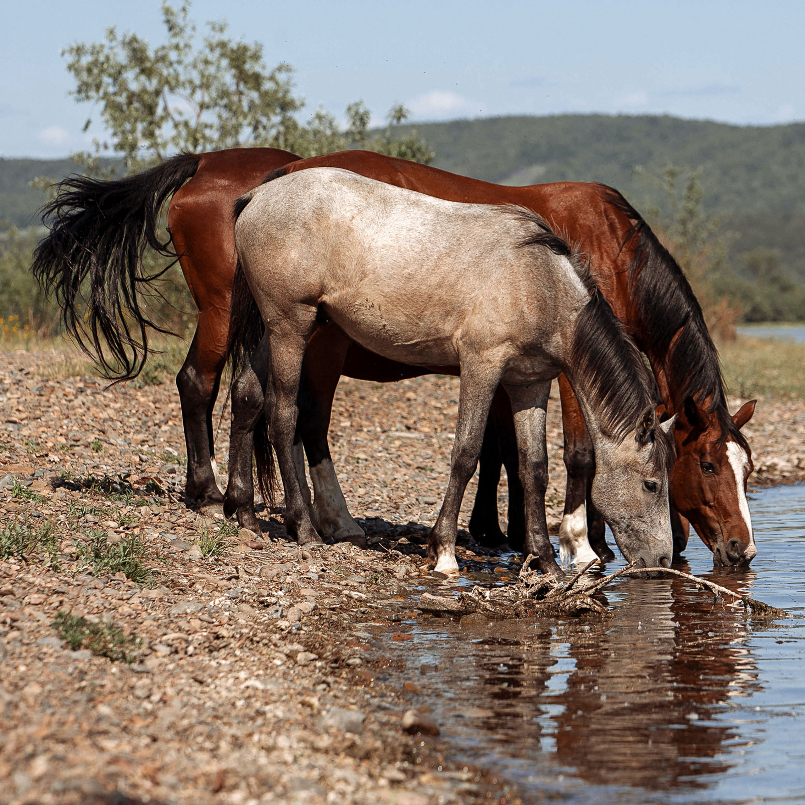 Табун&nbsp;— Балабаново