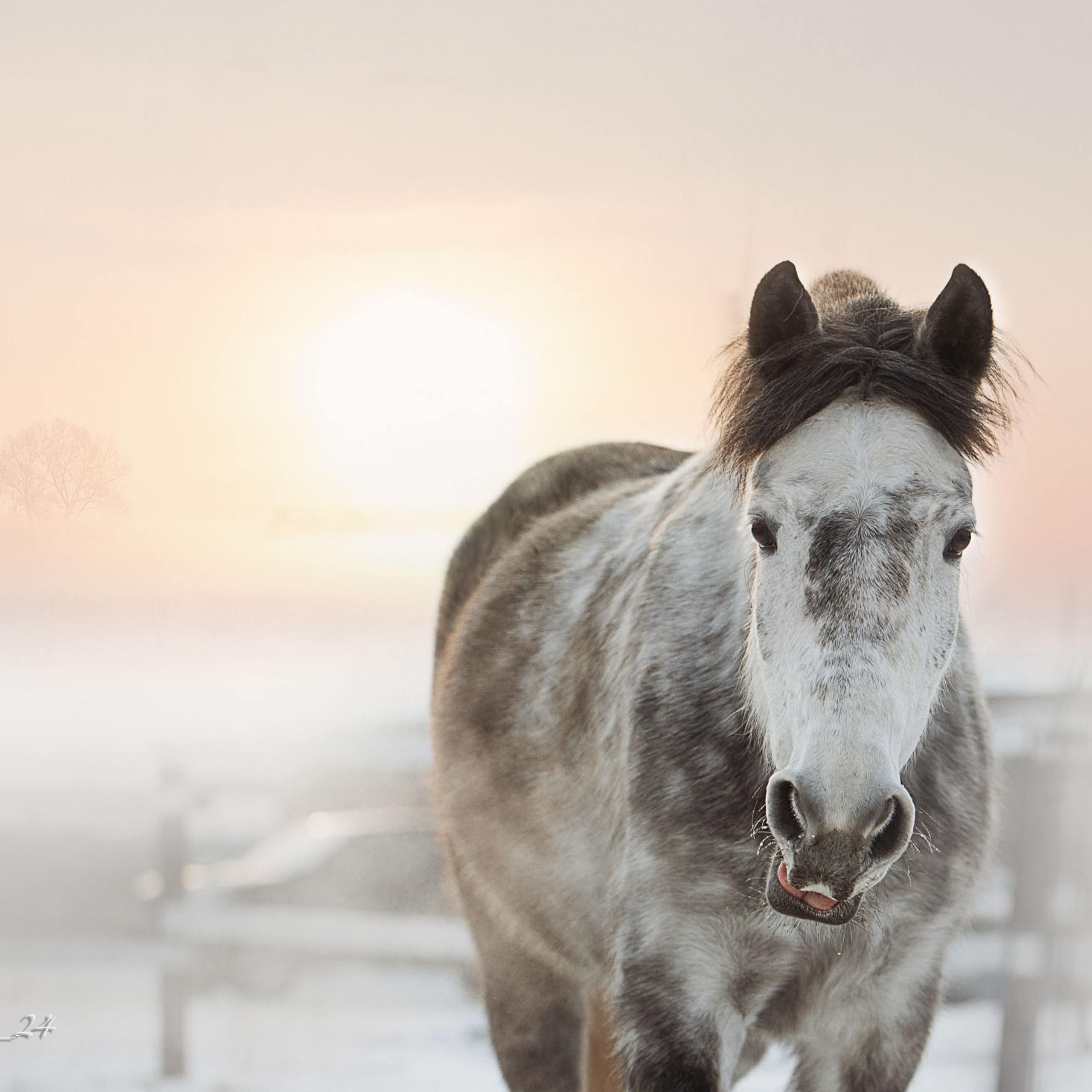 Отзывы. Конный фотограф в Красноярске — Любовь Похабова