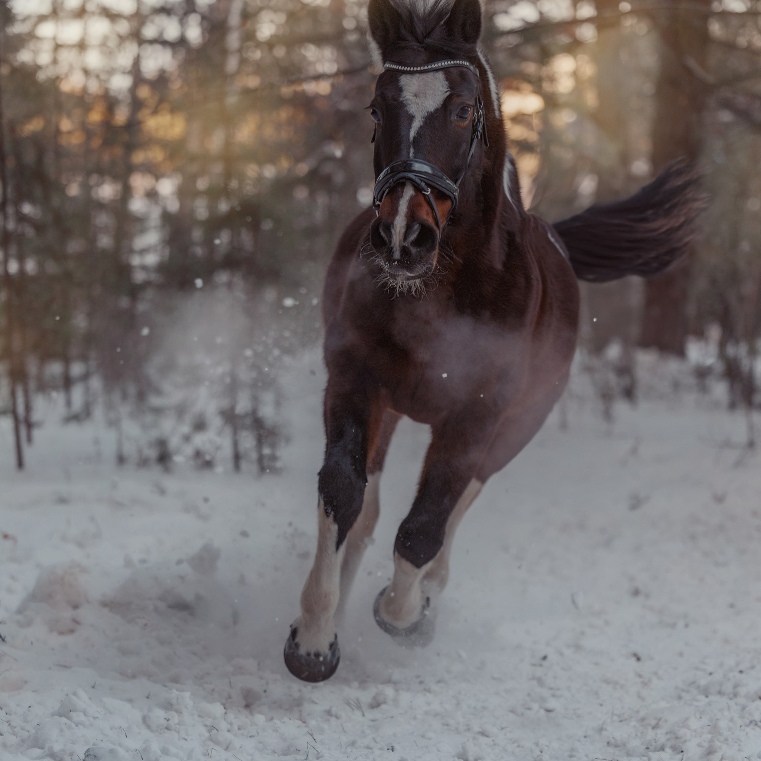 Отзывы. Конный фотограф в Красноярске — Любовь Похабова