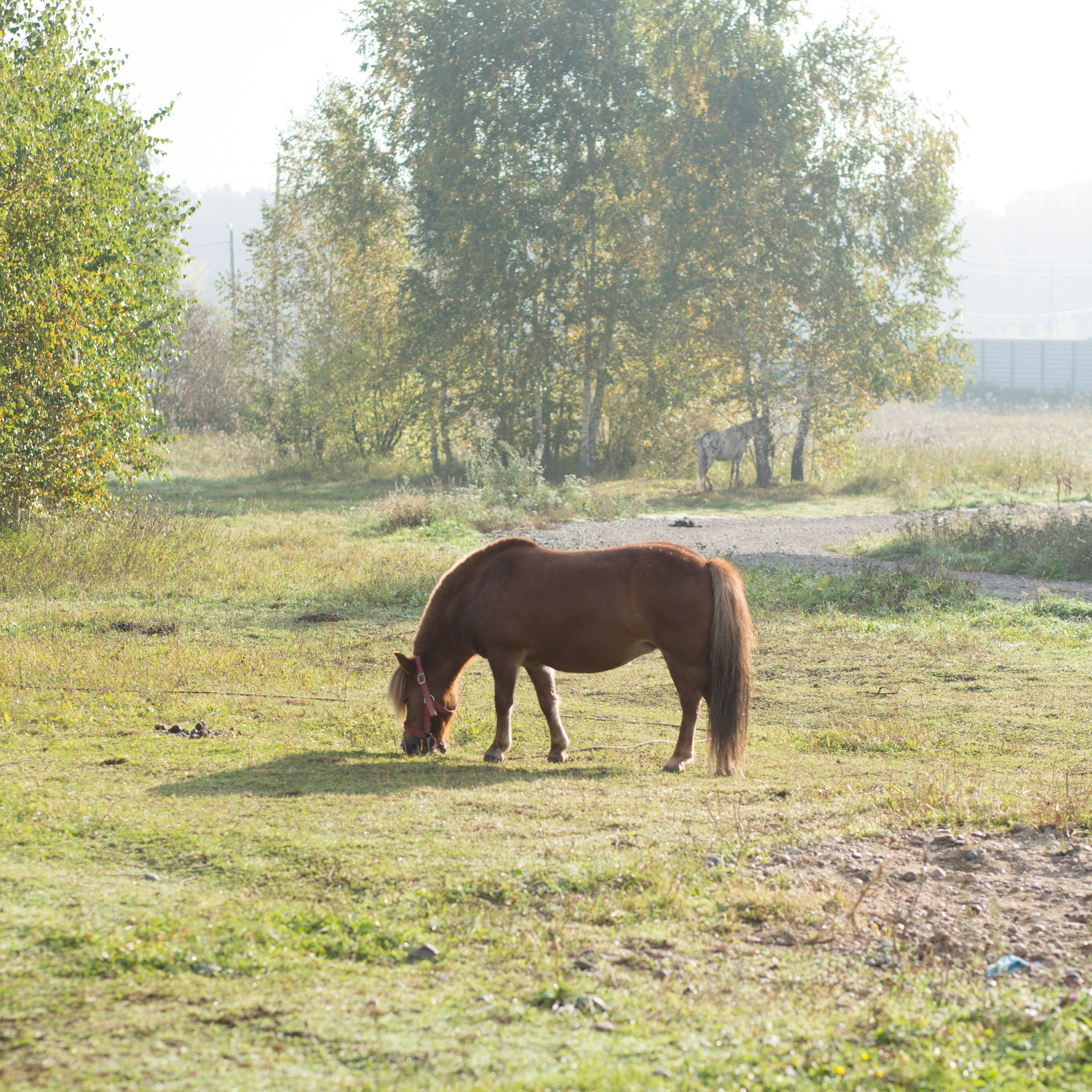 Отзывы. Конный фотограф в Красноярске — Любовь Похабова