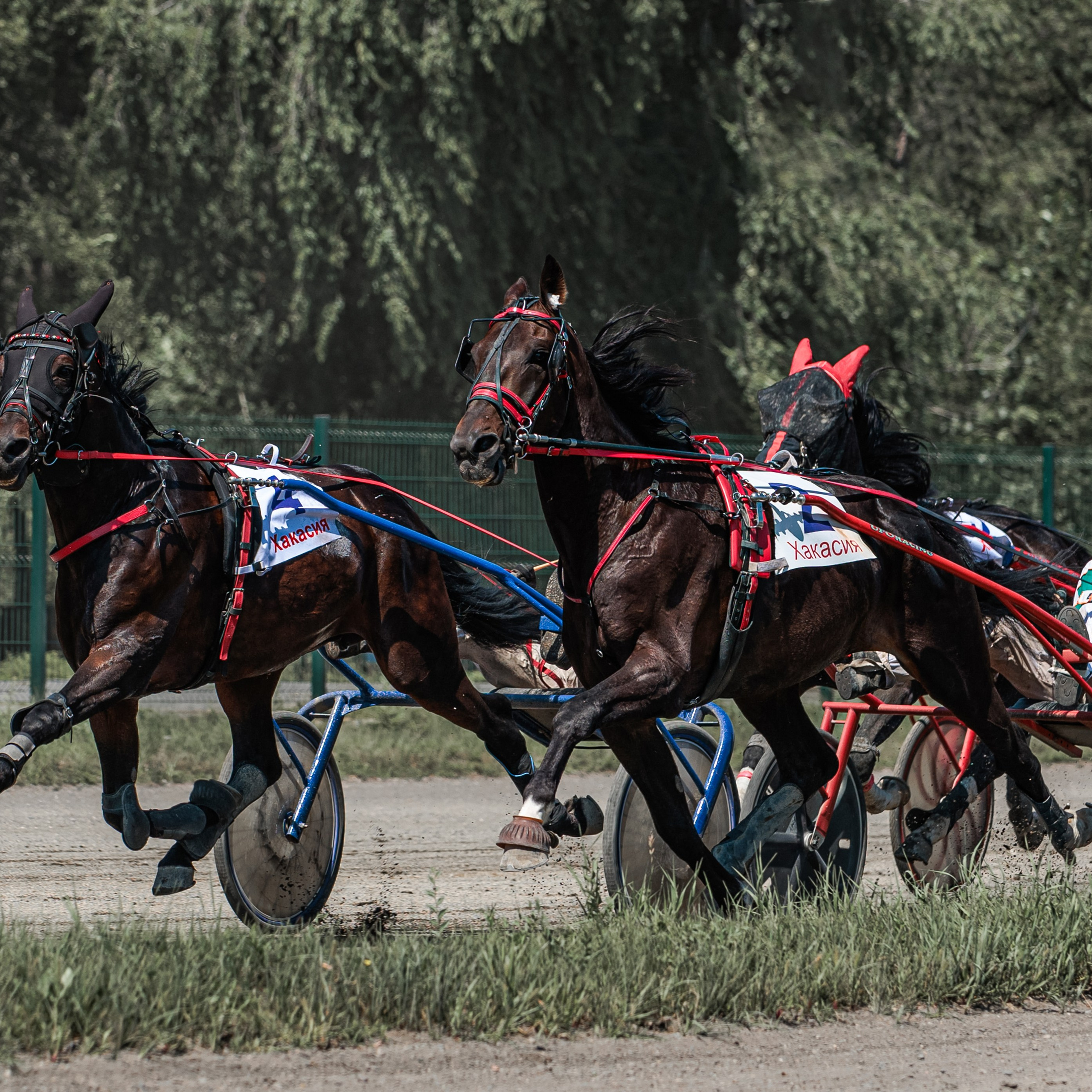 Зарисовки Абаканский ипподром 2025