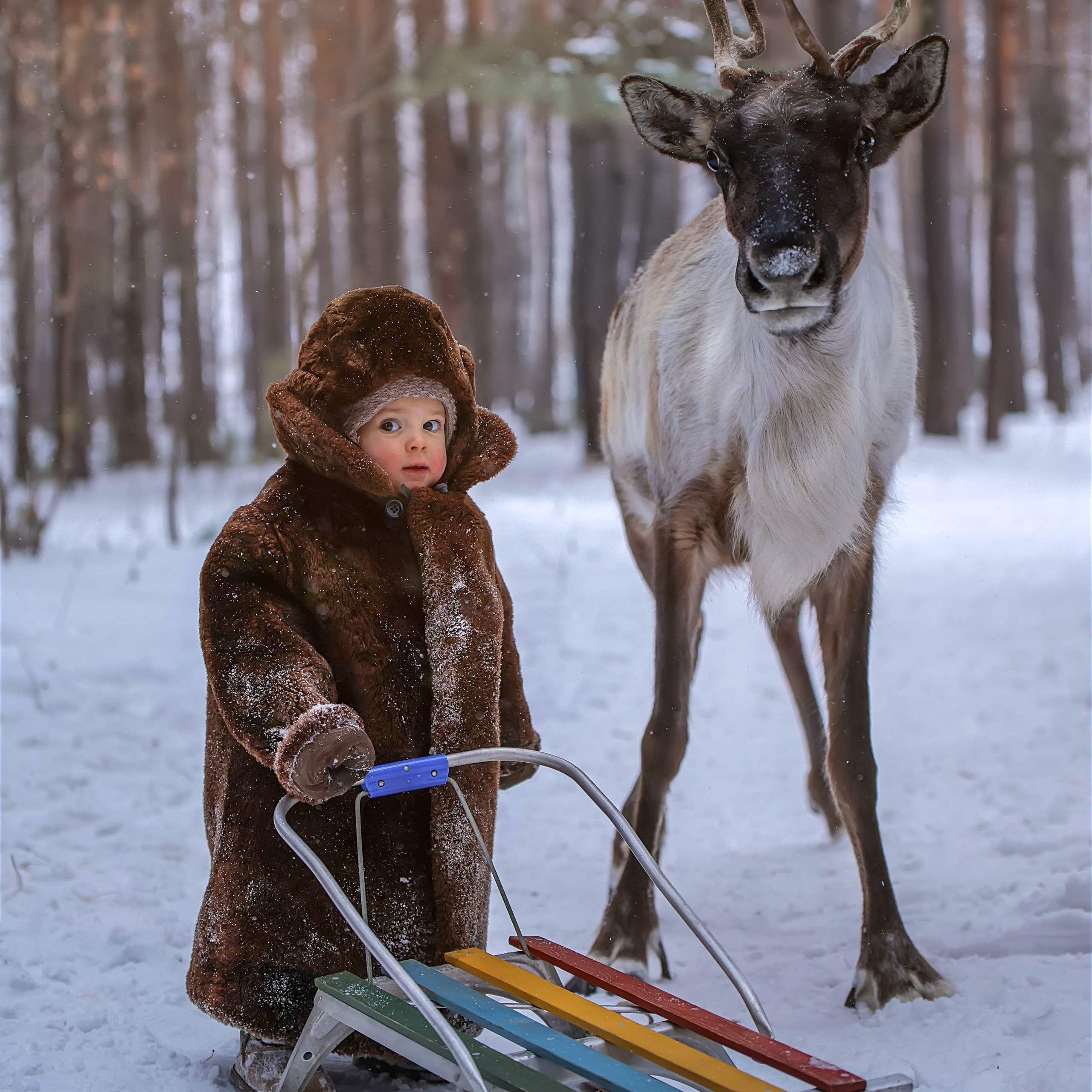 Отзывы. Конный фотограф в Красноярске — Любовь Похабова