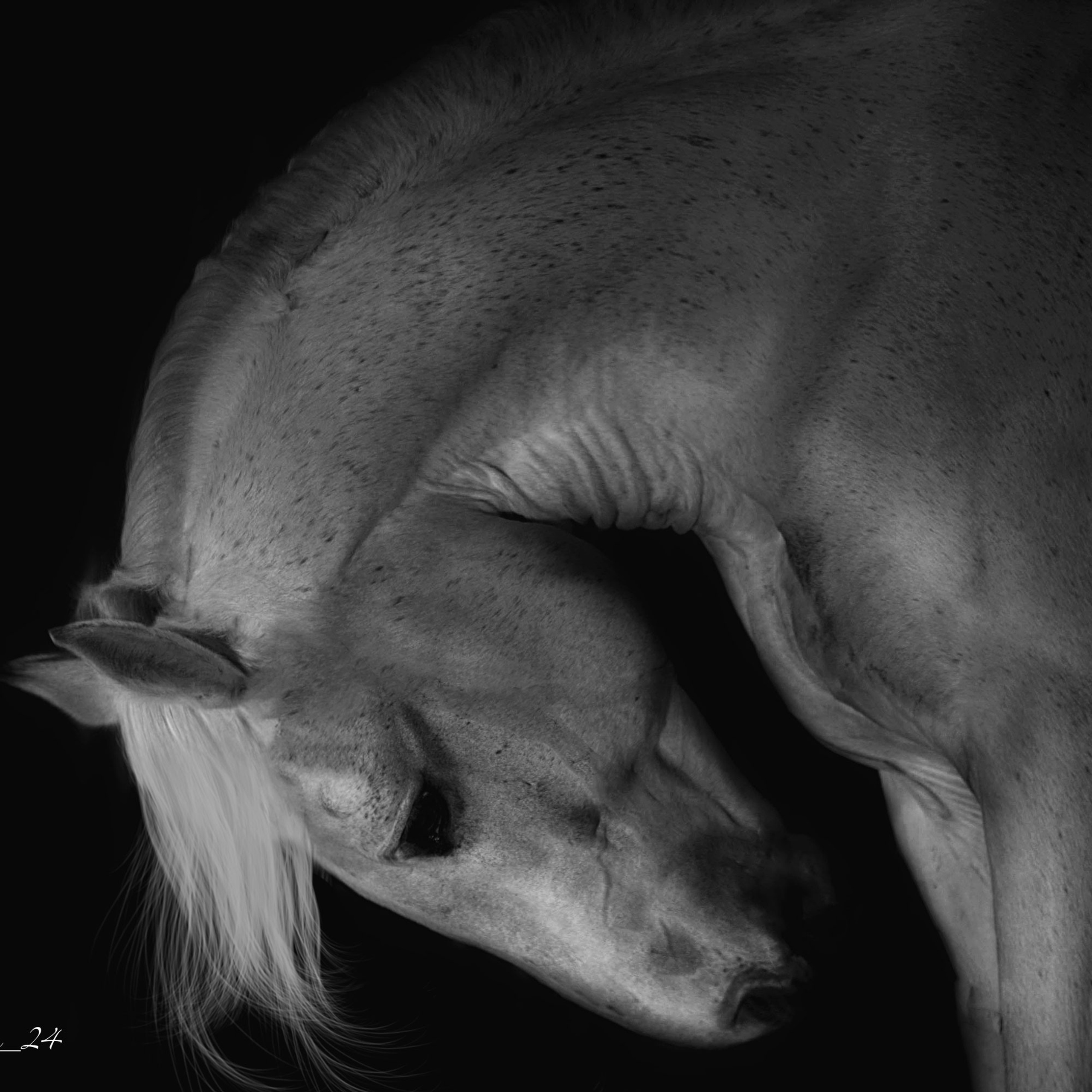 Отзывы. Конный фотограф в Красноярске — Любовь Похабова