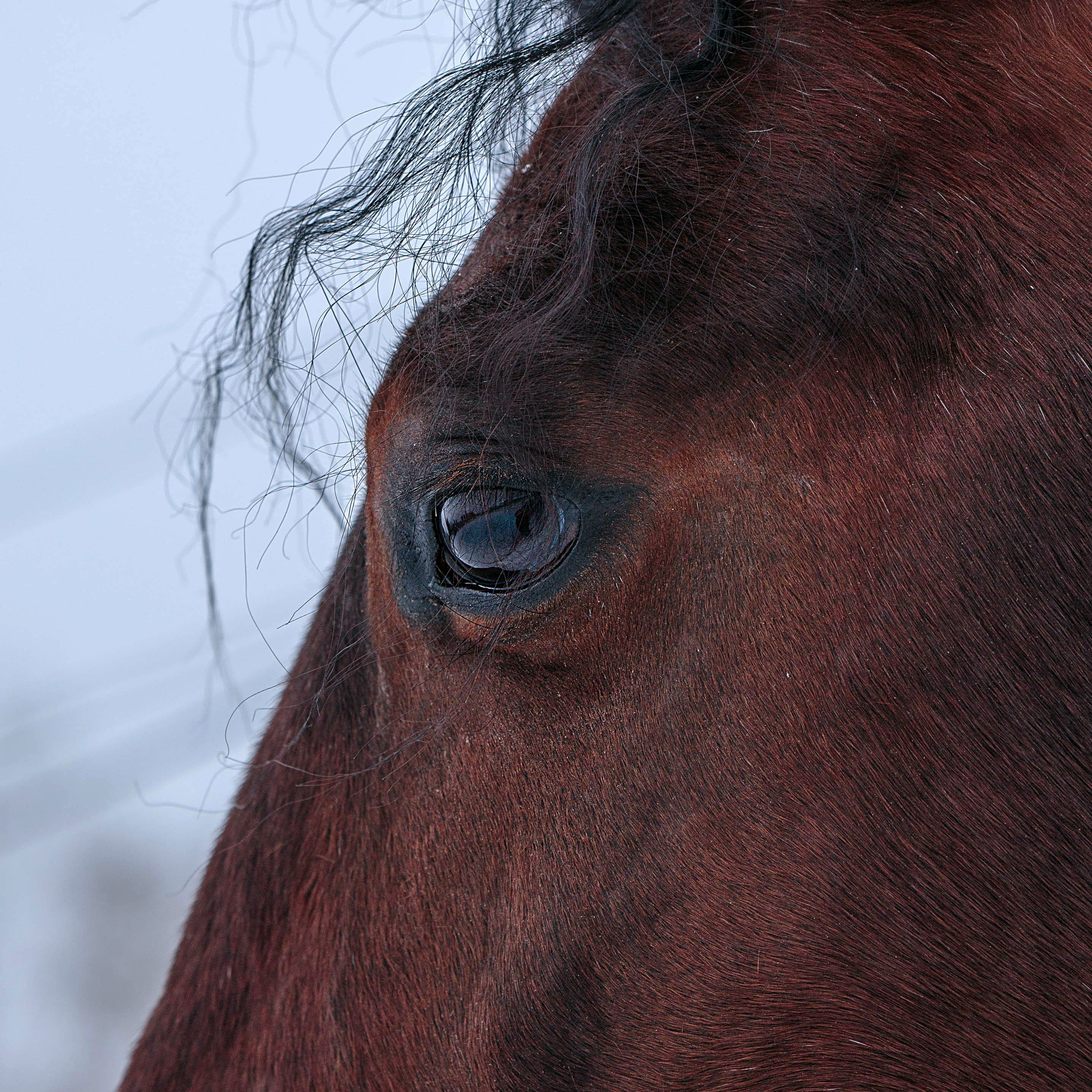 Фотосессии Емельяновский ипподром Мустанг