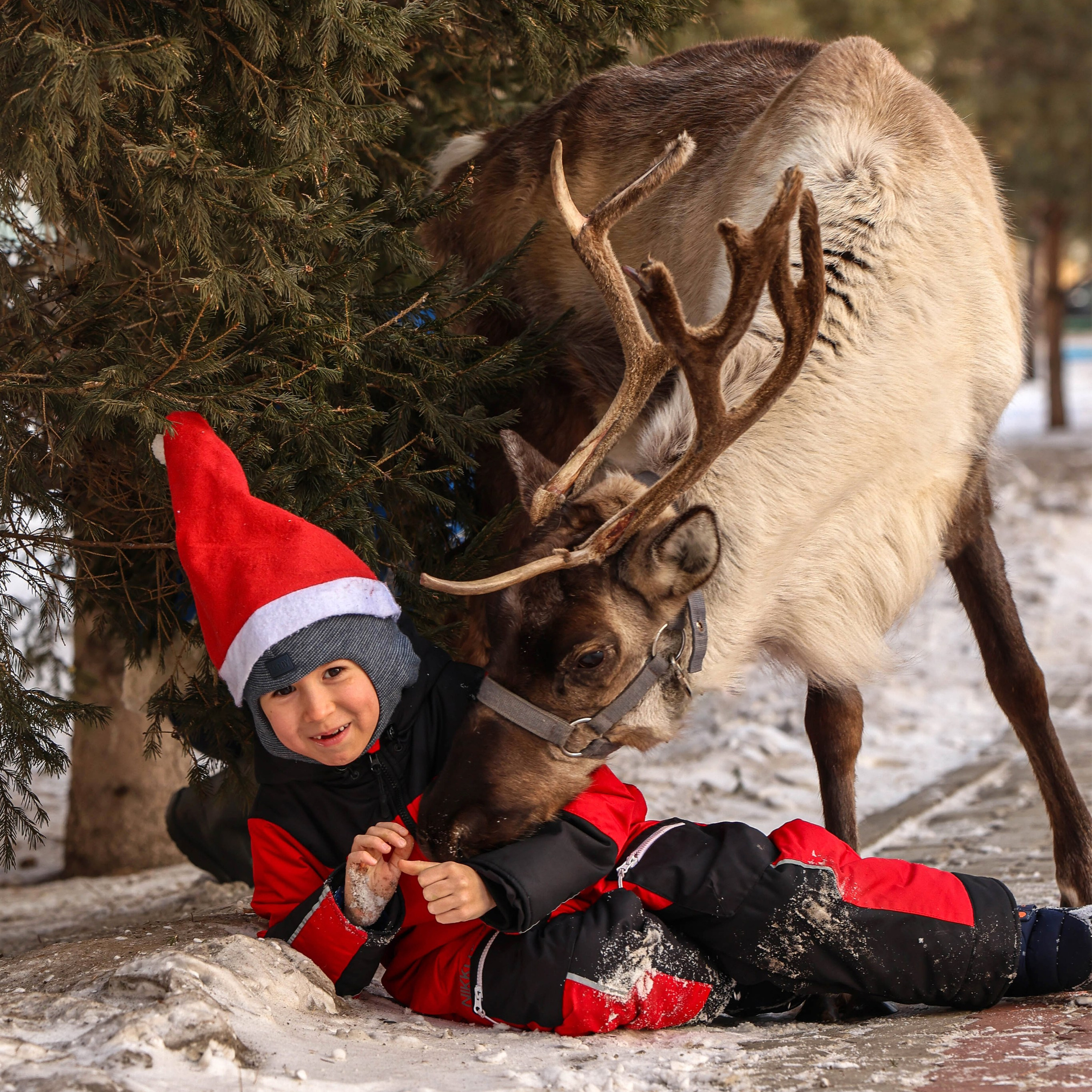 Отзывы. Конный фотограф в Красноярске — Любовь Похабова