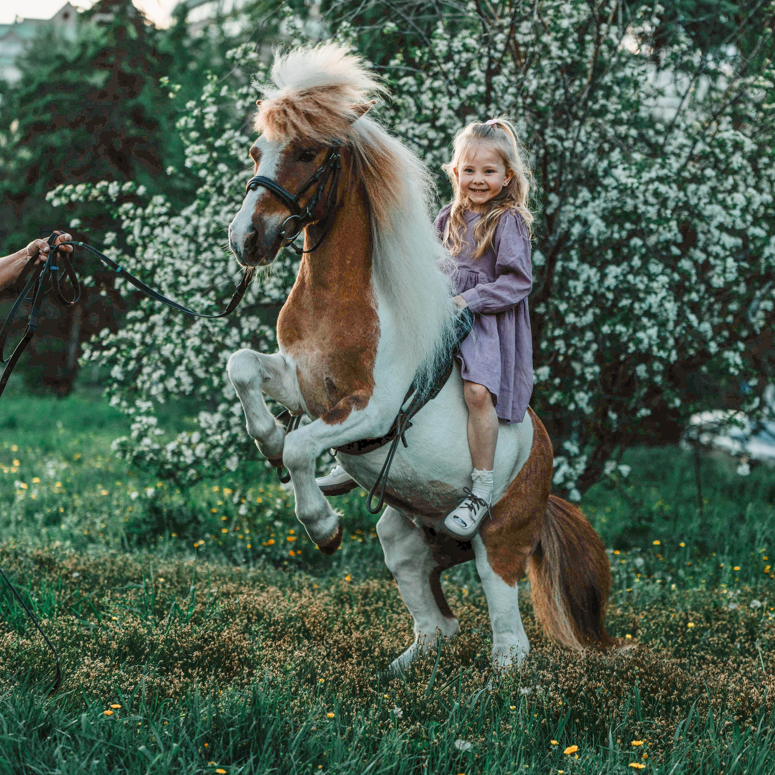 Отзывы. Конный фотограф в Красноярске — Любовь Похабова