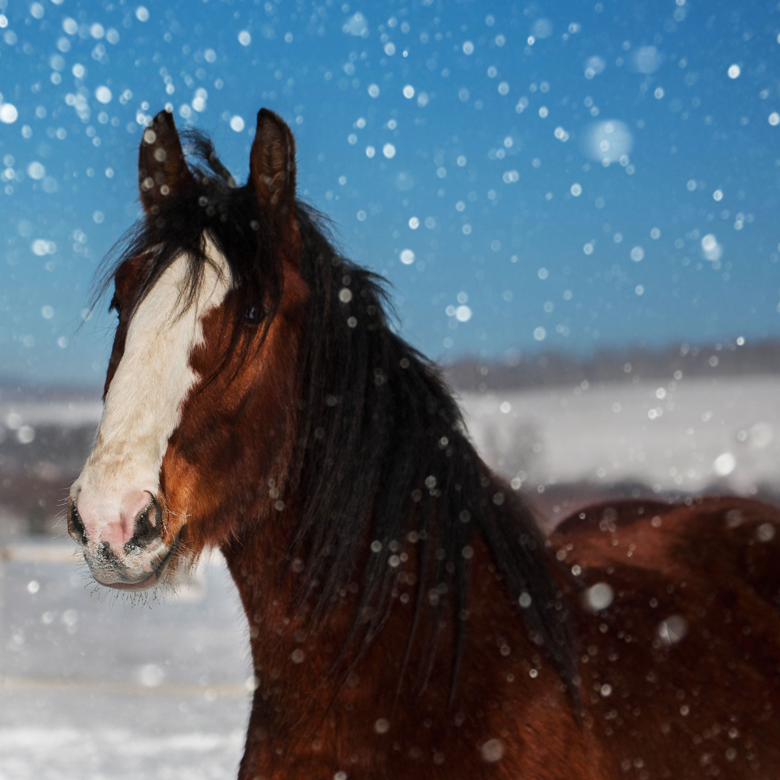 Отзывы. Конный фотограф в Красноярске — Любовь Похабова