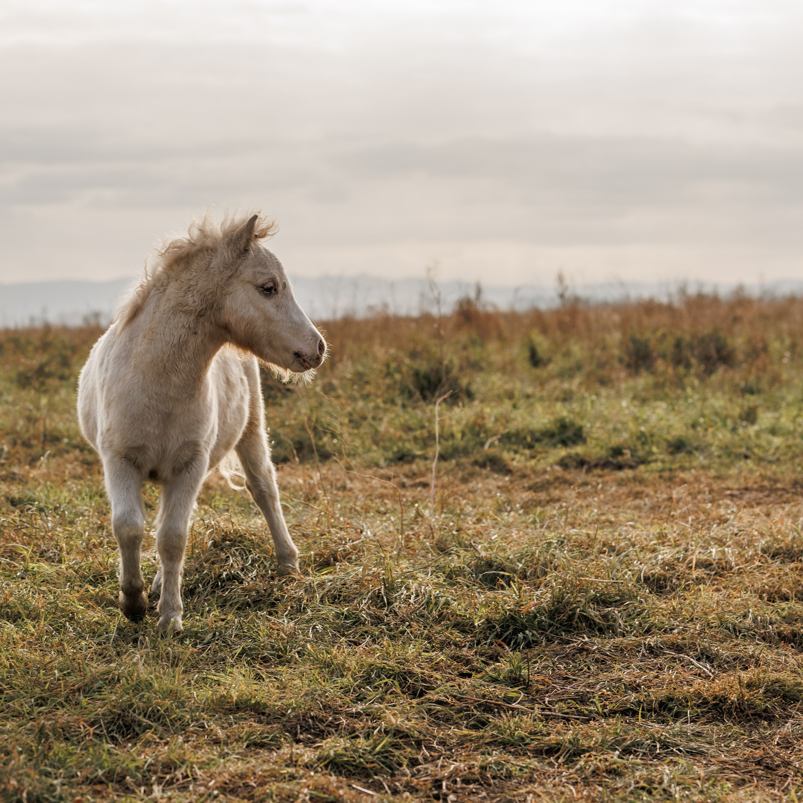 Отзывы. Конный фотограф в Красноярске — Любовь Похабова