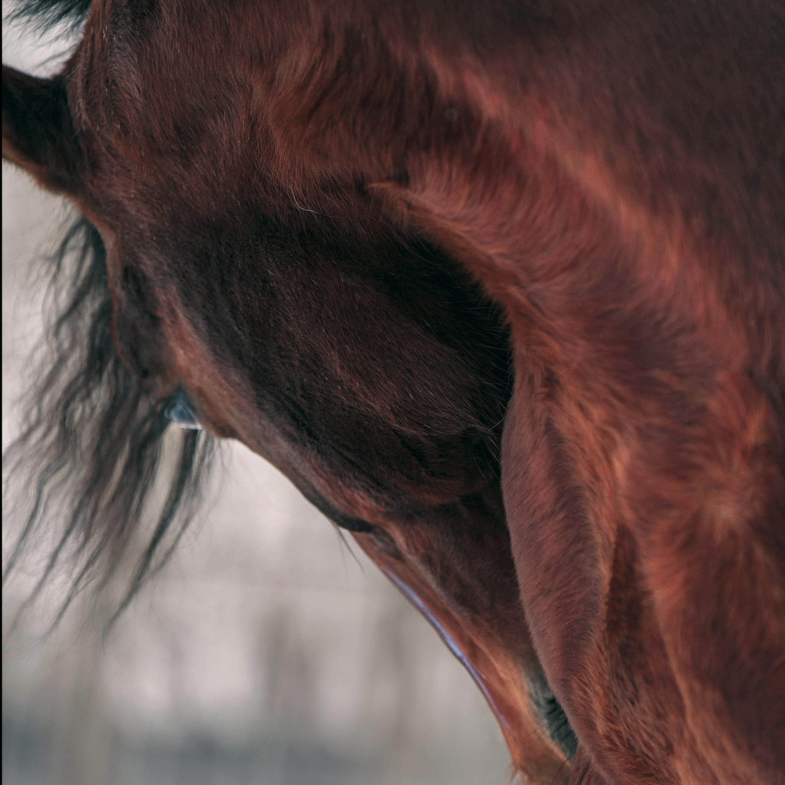 Отзывы. Конный фотограф в Красноярске — Любовь Похабова