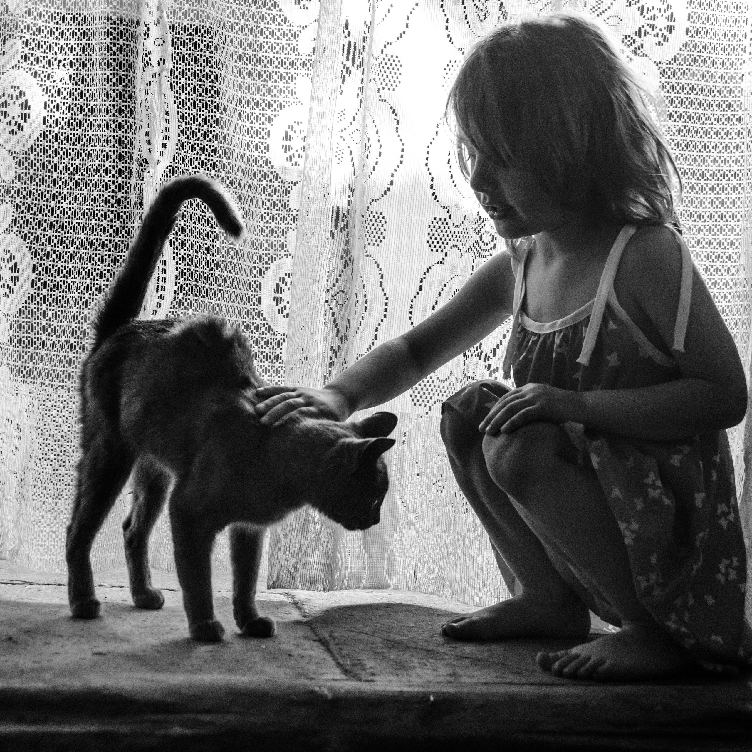 серии «Кошка»