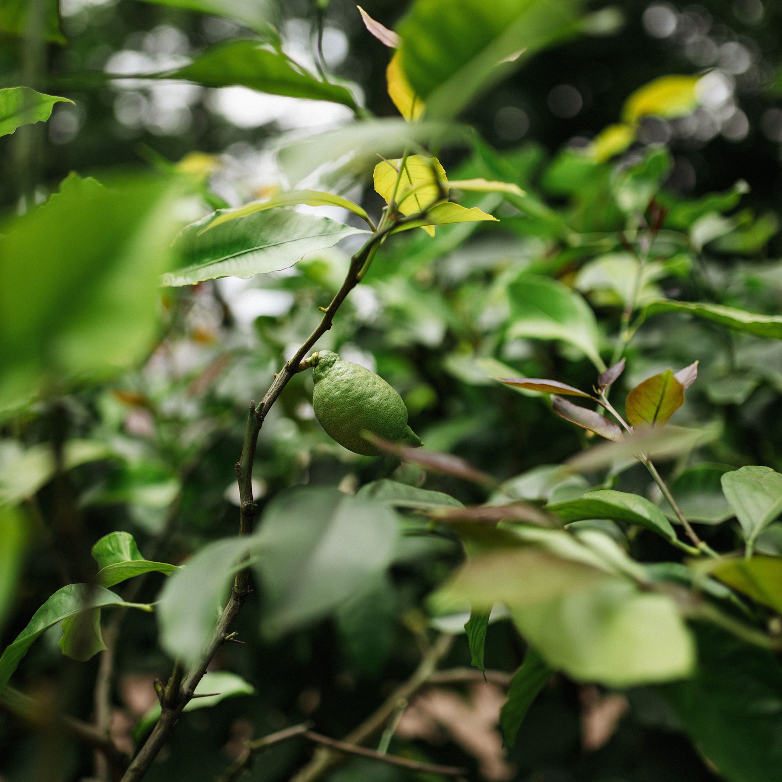 В Летнем саду. Фотограф Мария Сваридзе