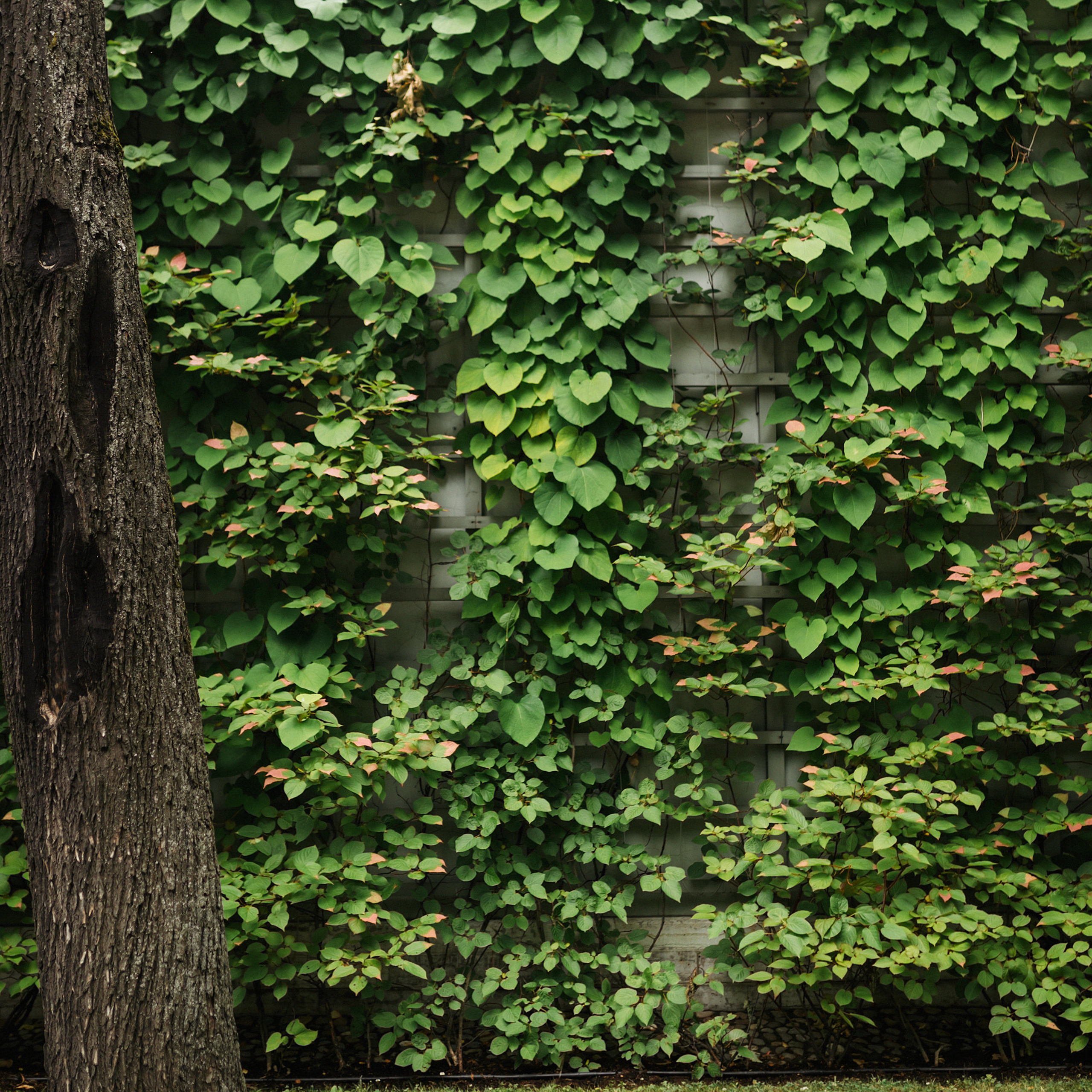 В Летнем саду. Фотограф Мария Сваридзе