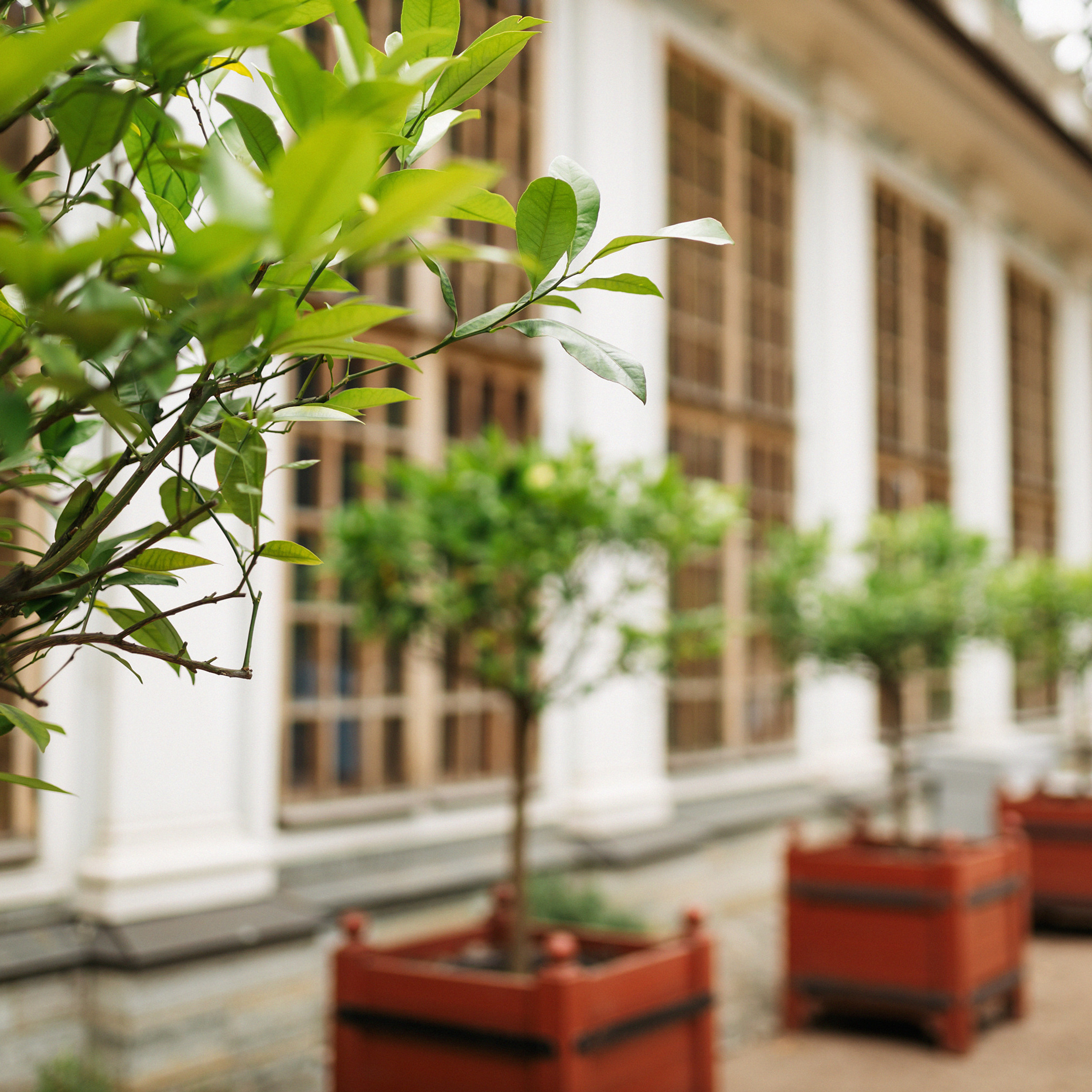 В Летнем саду. Фотограф Мария Сваридзе