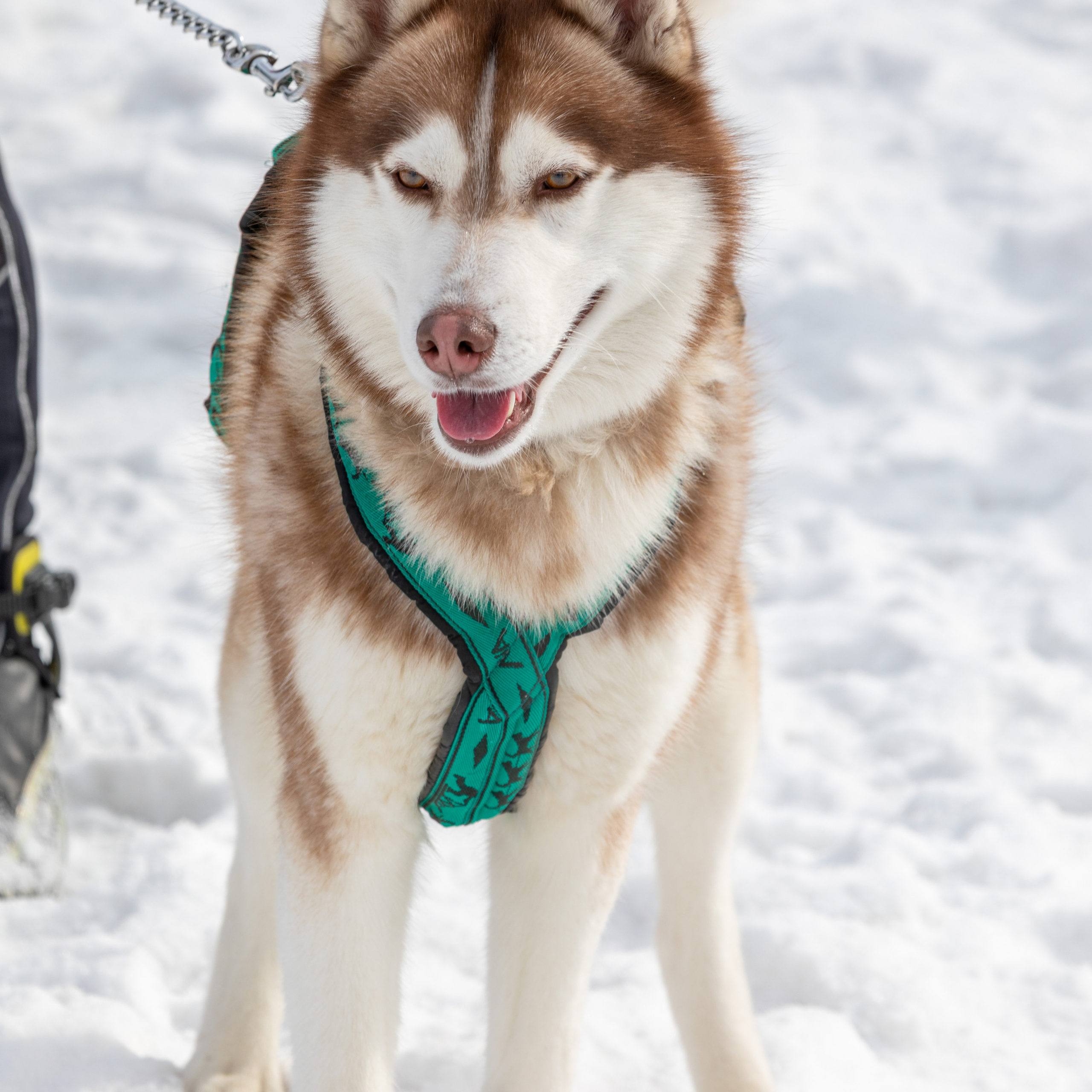Скиджоринг с собакой — молодой и набирающий популярность зимний вид спорта.