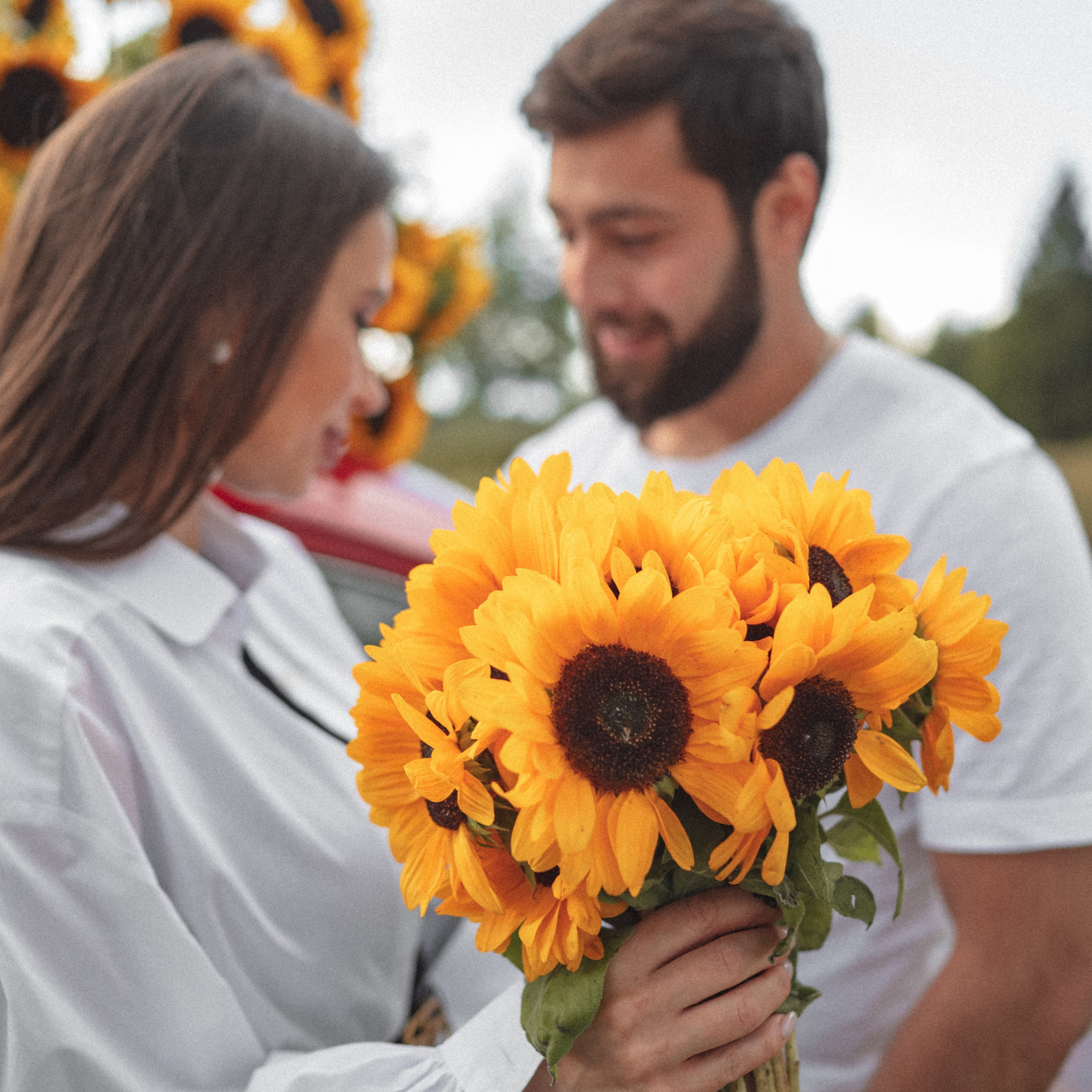 Подсолнухи