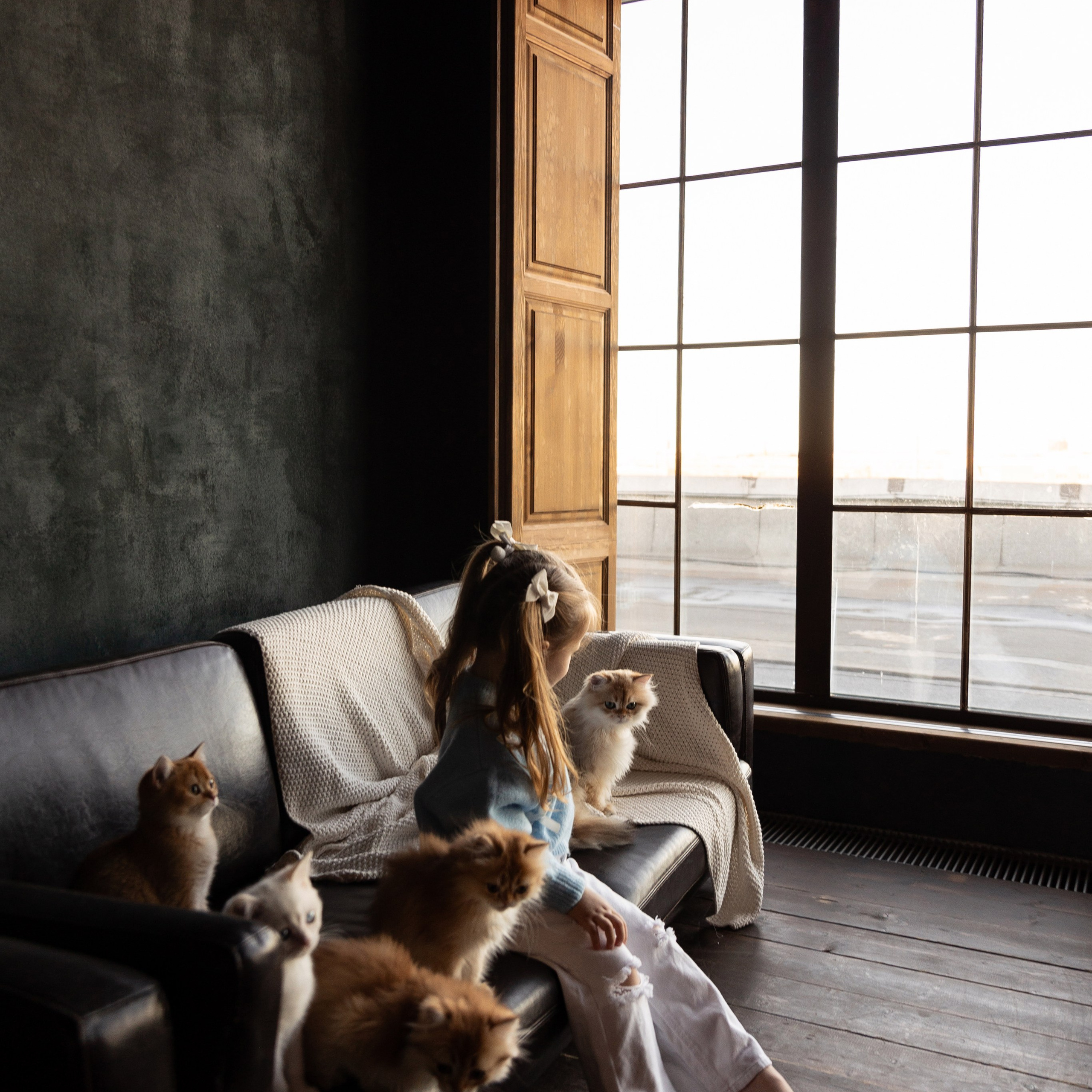 Фотосессия с котятами. Семейный и свадебный фотограф в Санкт-Петербурге Татьяна Швыкова