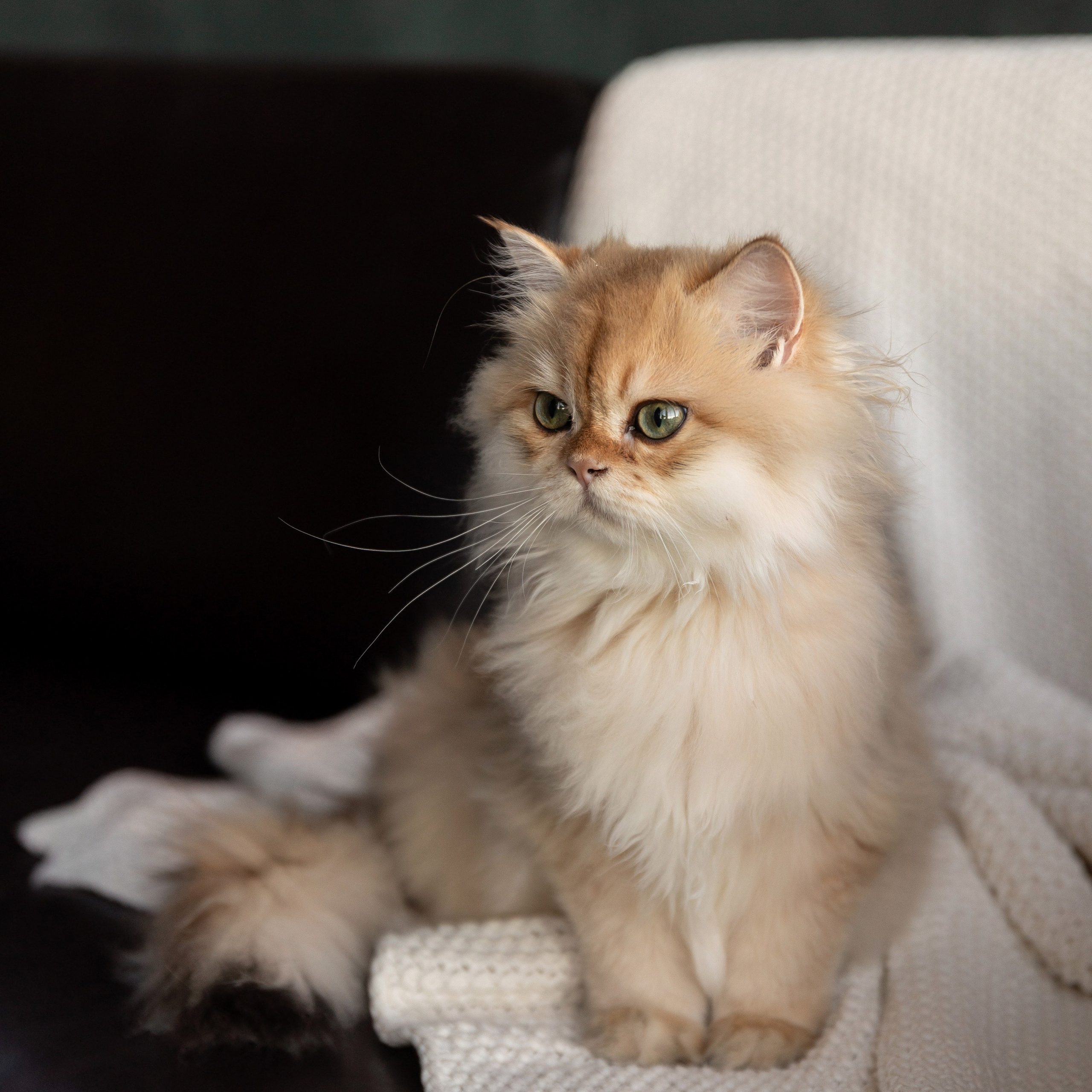 Фотосессия с котятами. Семейный и свадебный фотограф в Санкт-Петербурге Татьяна Швыкова