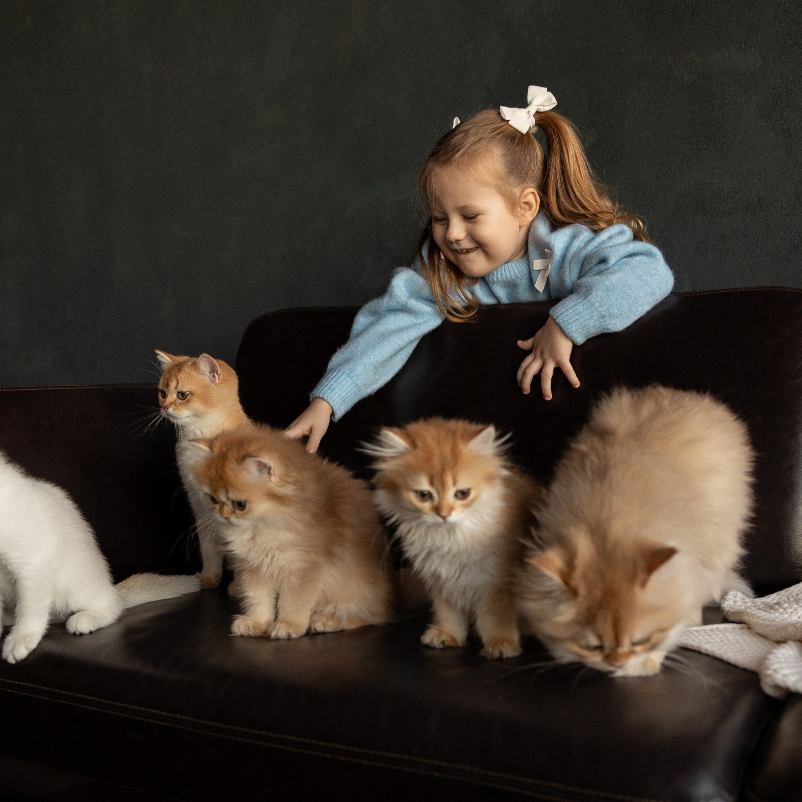 Фотосессия с котятами. Семейный и свадебный фотограф в Санкт-Петербурге Татьяна Швыкова