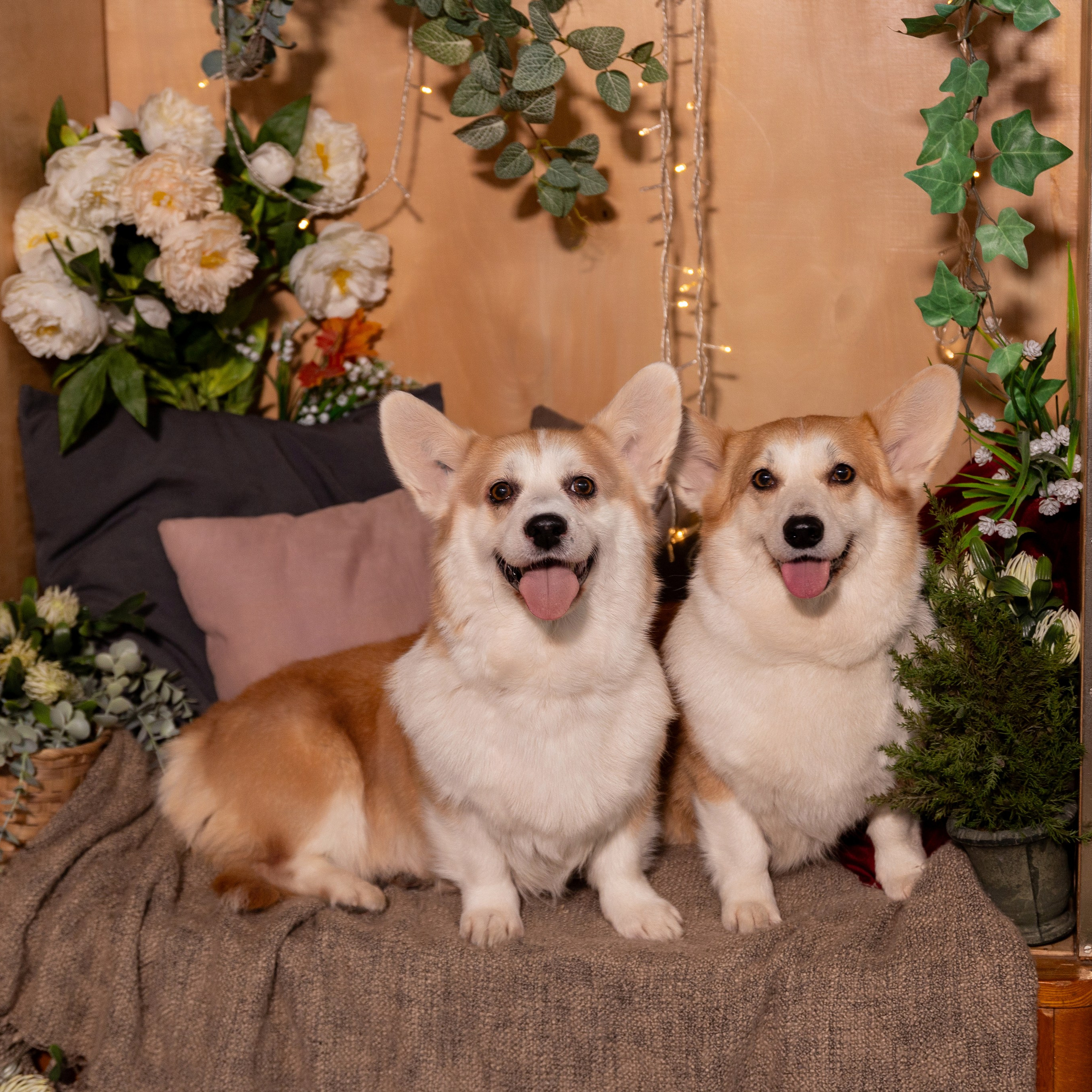 Фотосессия с корги. Семейный и свадебный фотограф в Санкт-Петербурге Татьяна Швыкова