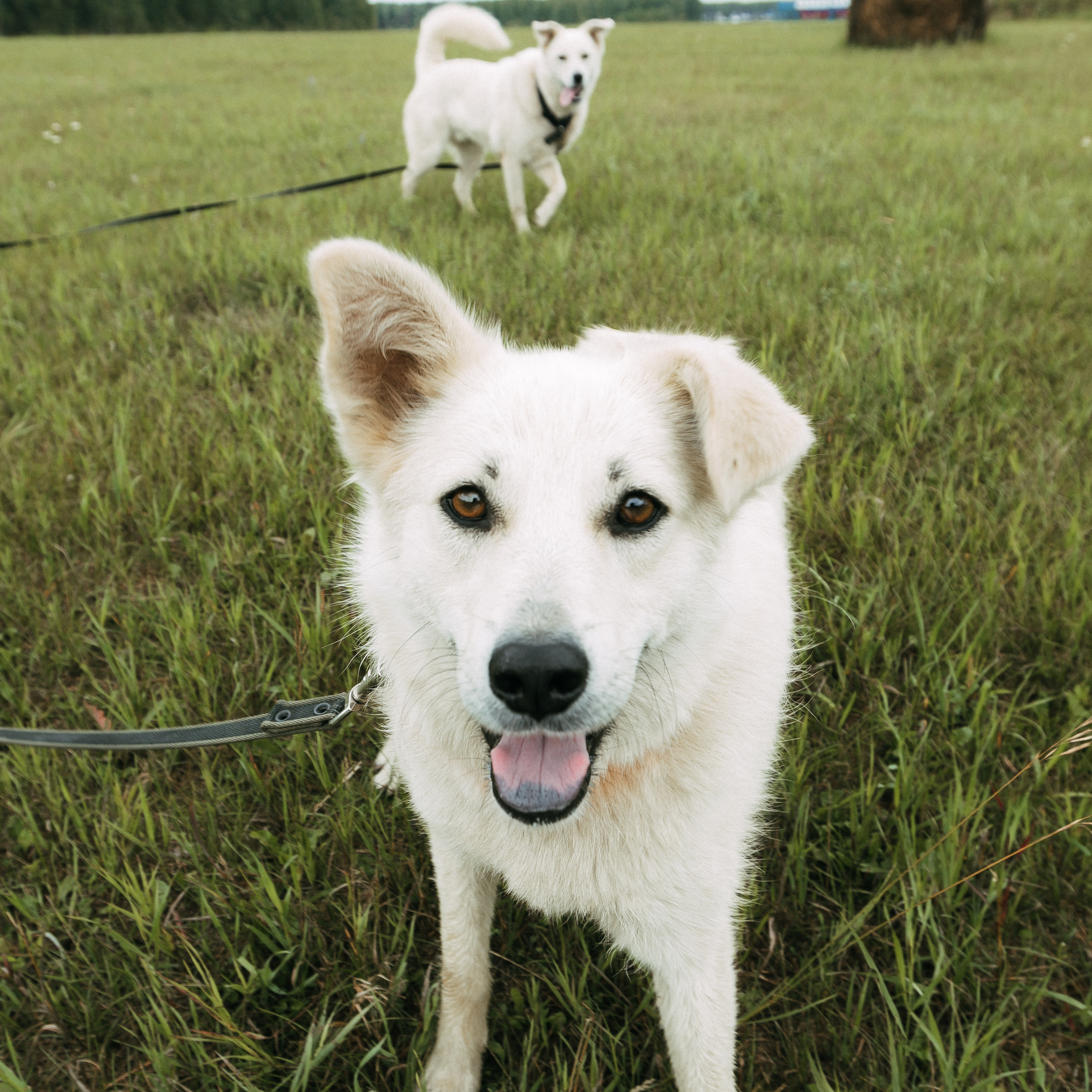 Отзывы. Фотограф Алёна Михайлова, Екатеринбург