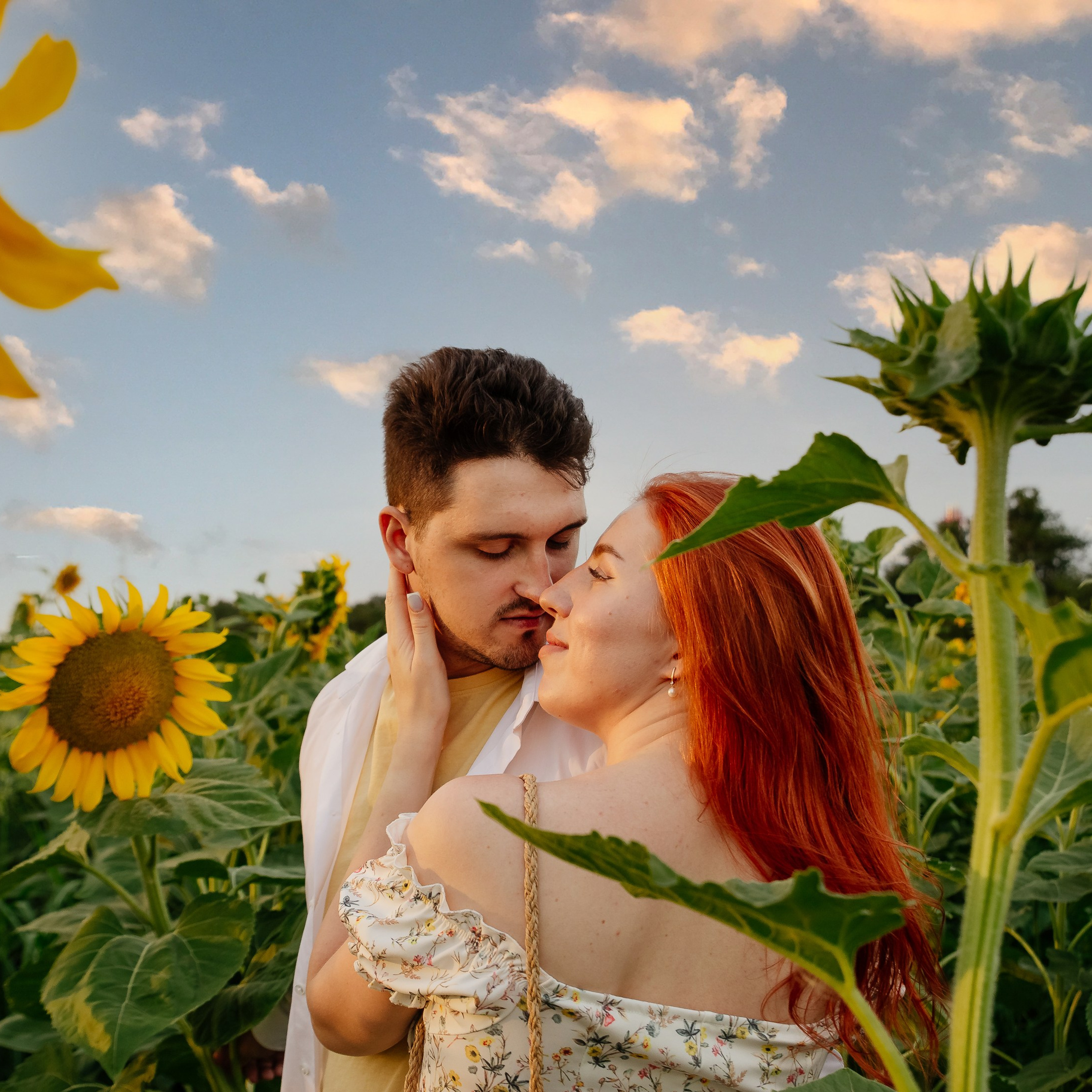 Подсолнухи