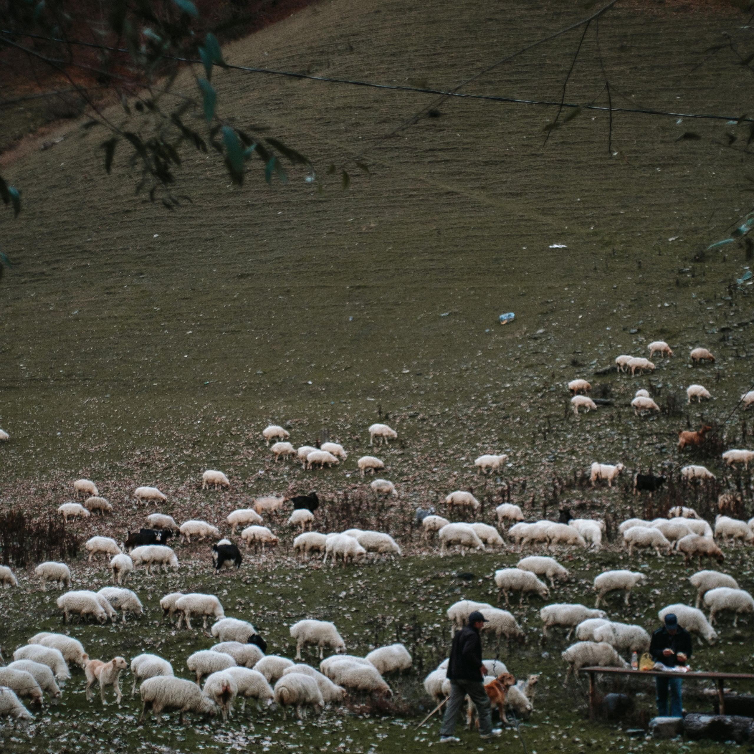 Грузия. Photographer Cyprus