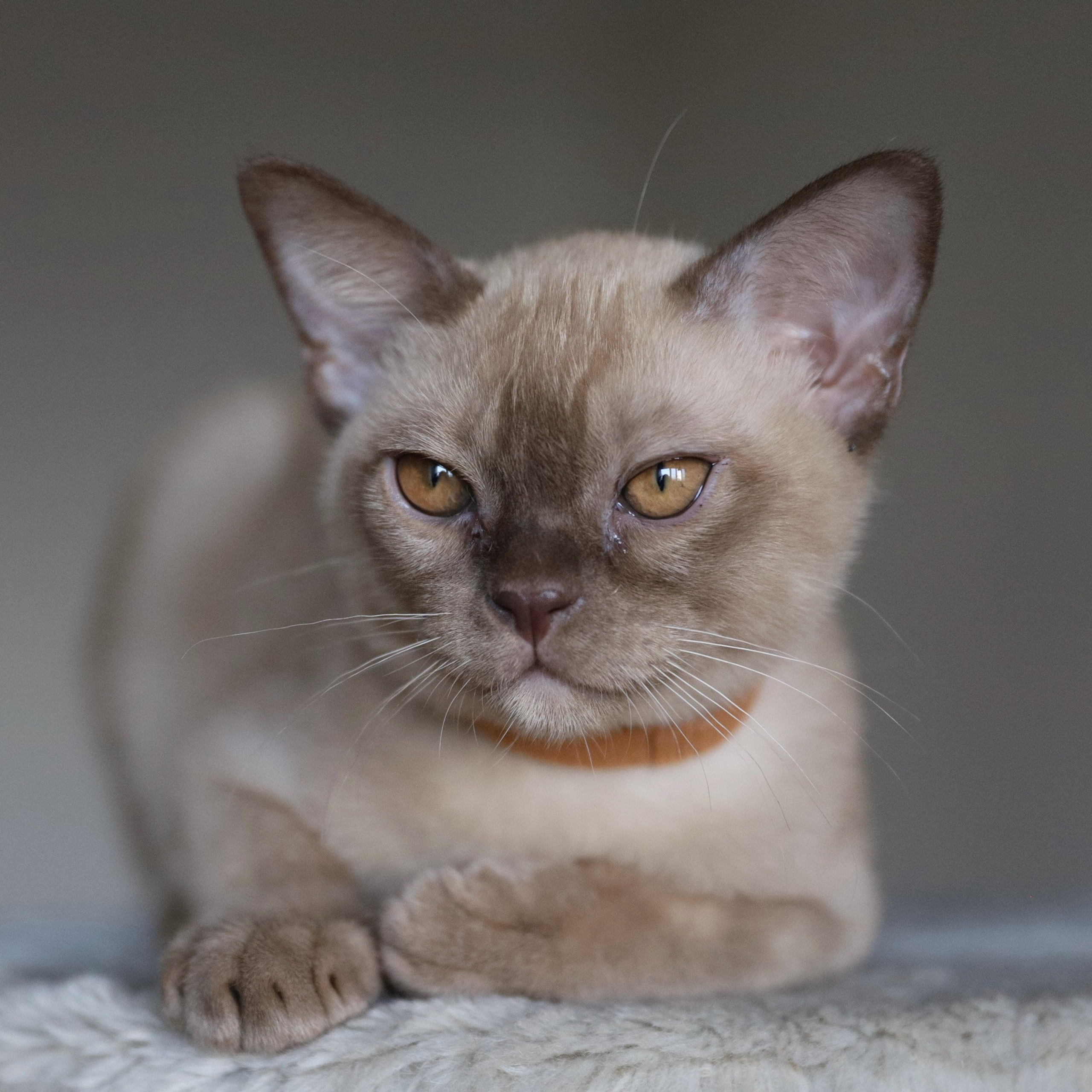 Casper (в&nbsp;питомнике)