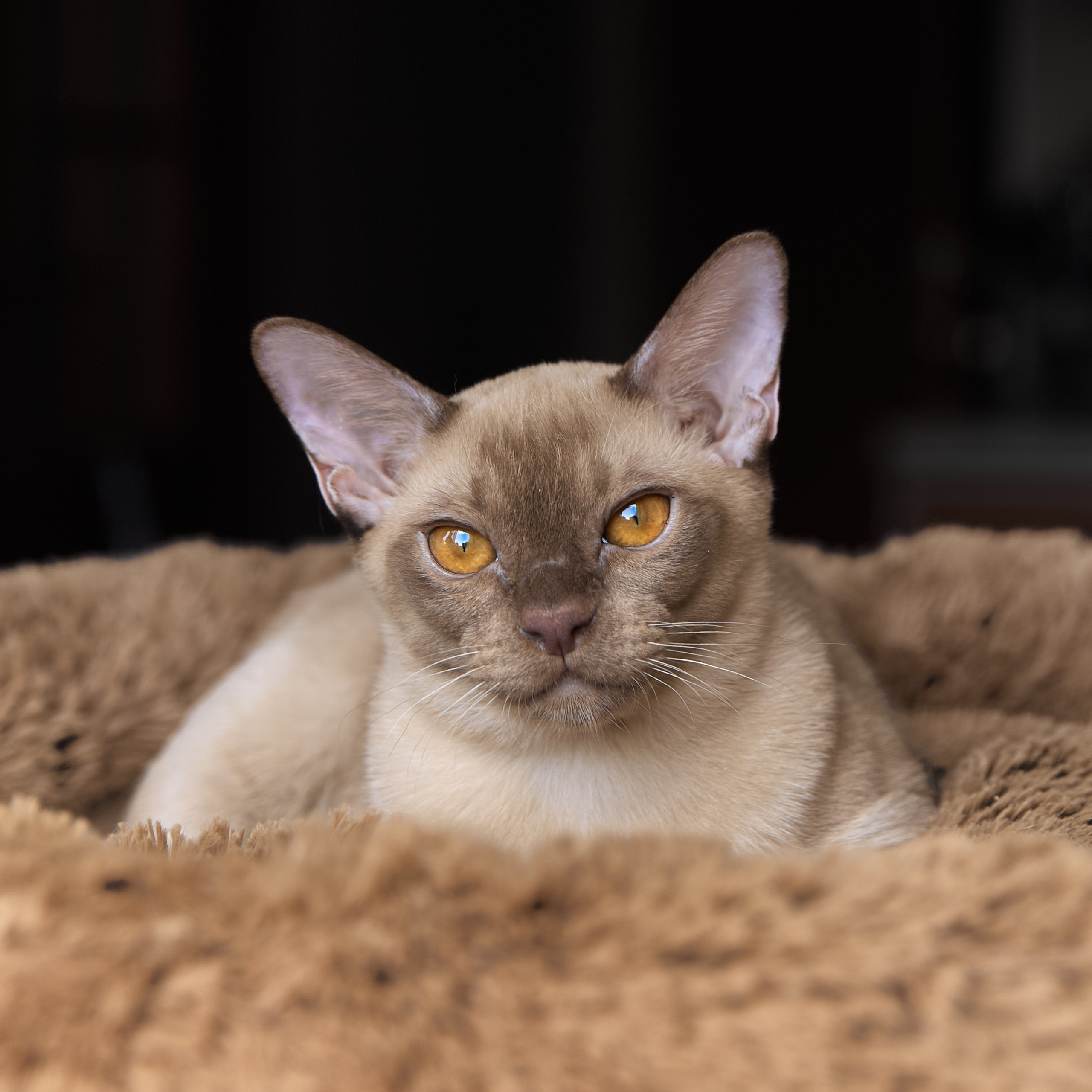 Alfred (Москва)