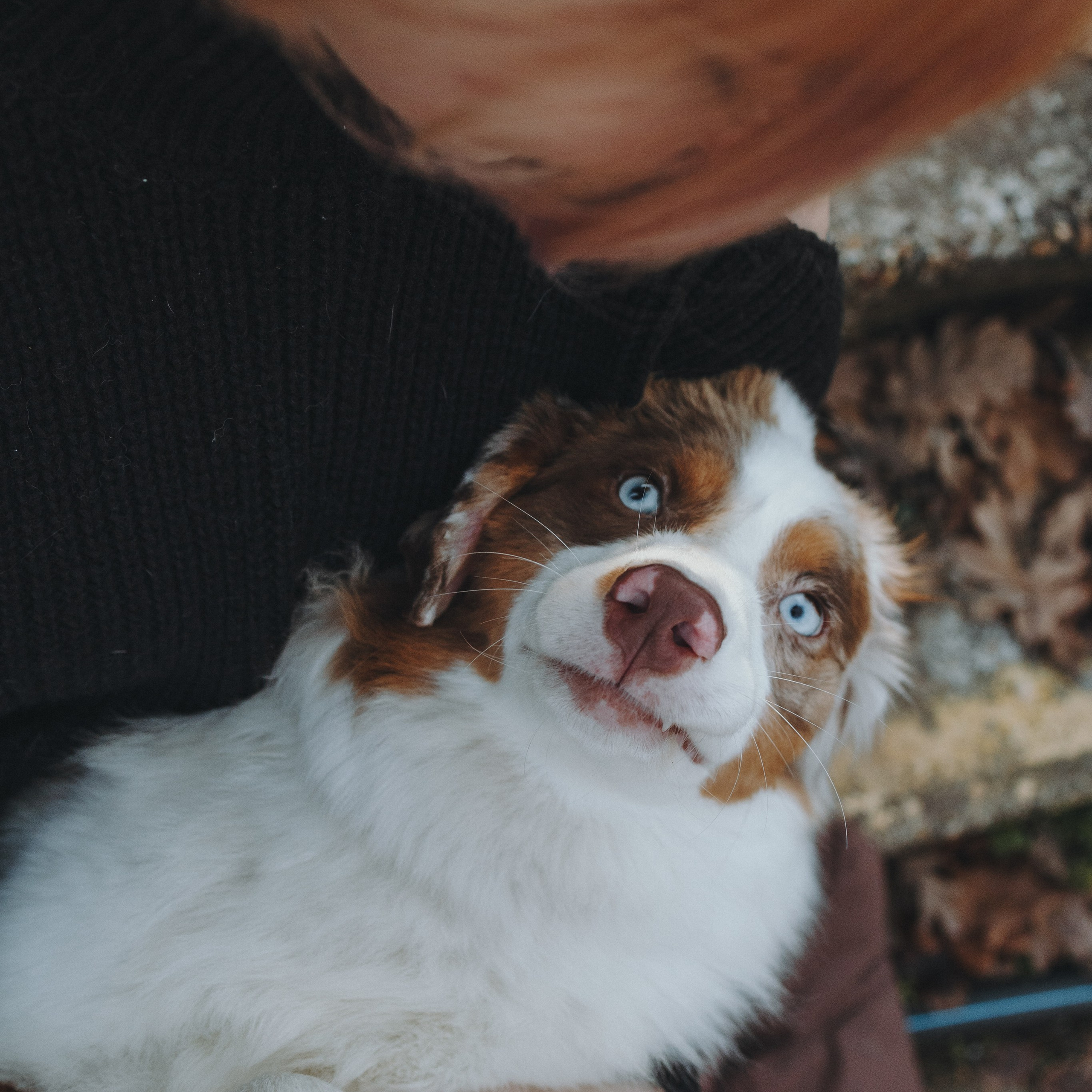 Ира и аусси