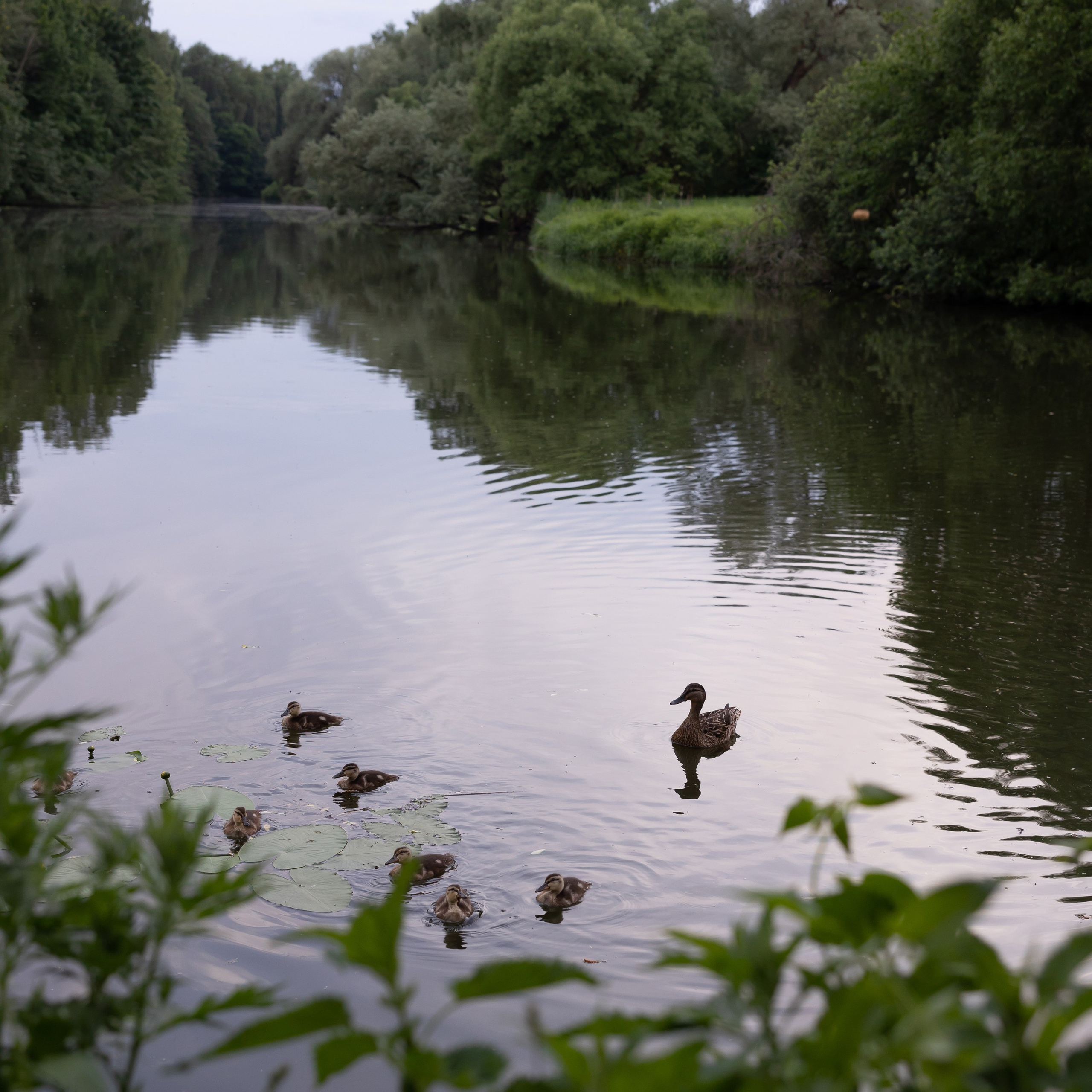 Прогулка в парке