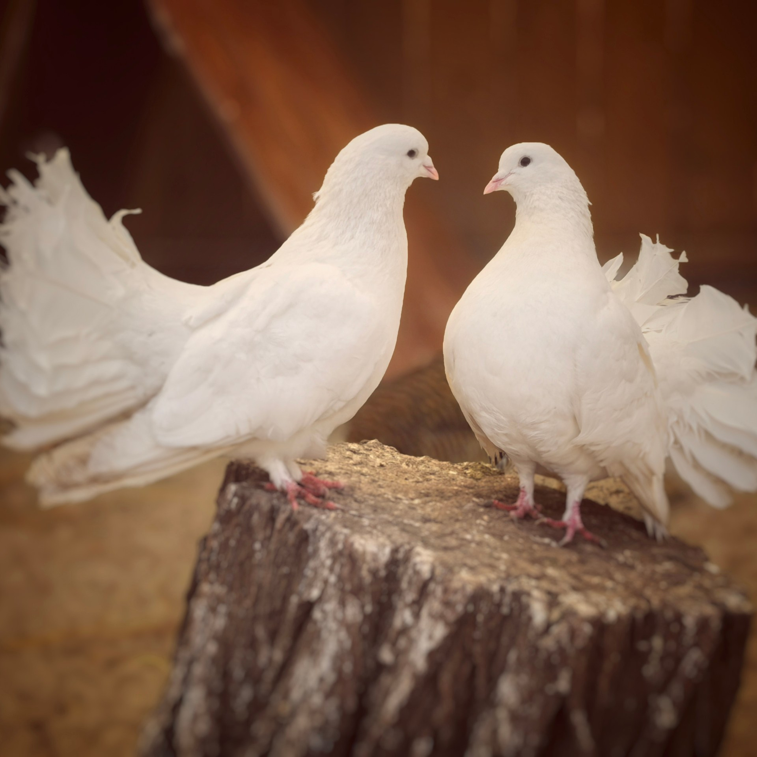 Мобилография