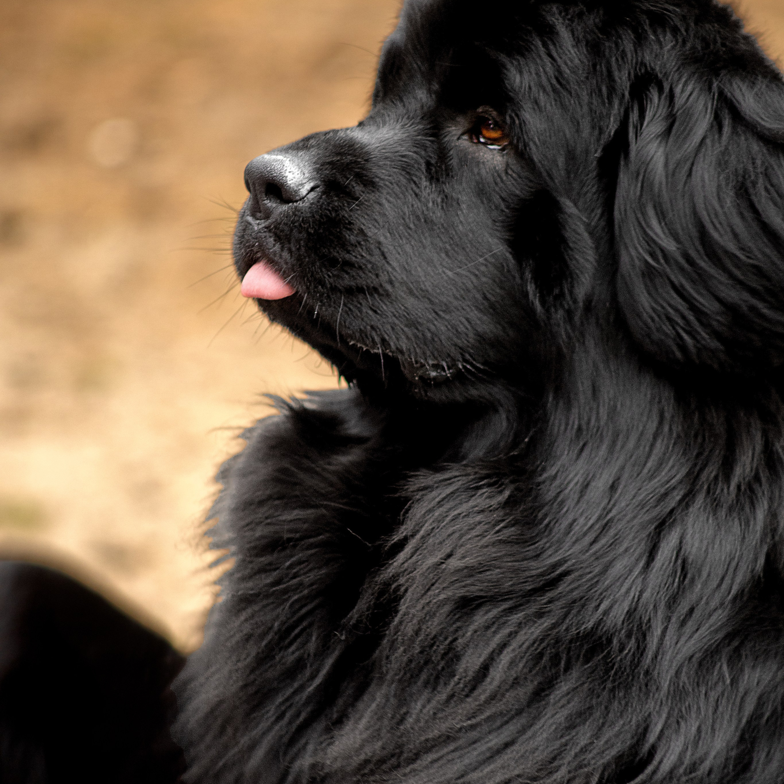 Анимализм г.&nbsp;Владимир