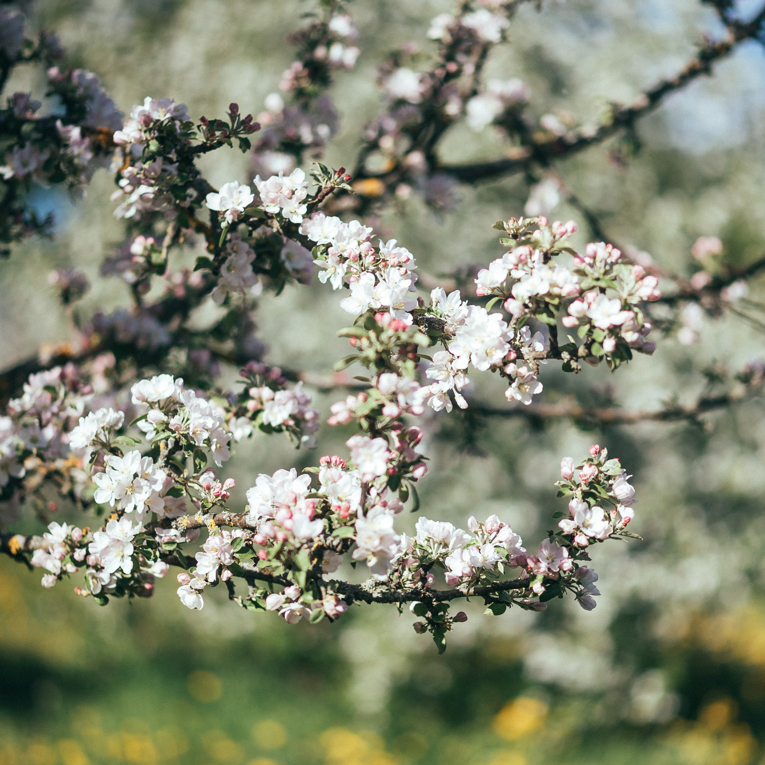 Отзывы. Семейный и детский фотограф и видеограф в Санкт-Петербурге Веденина Юл