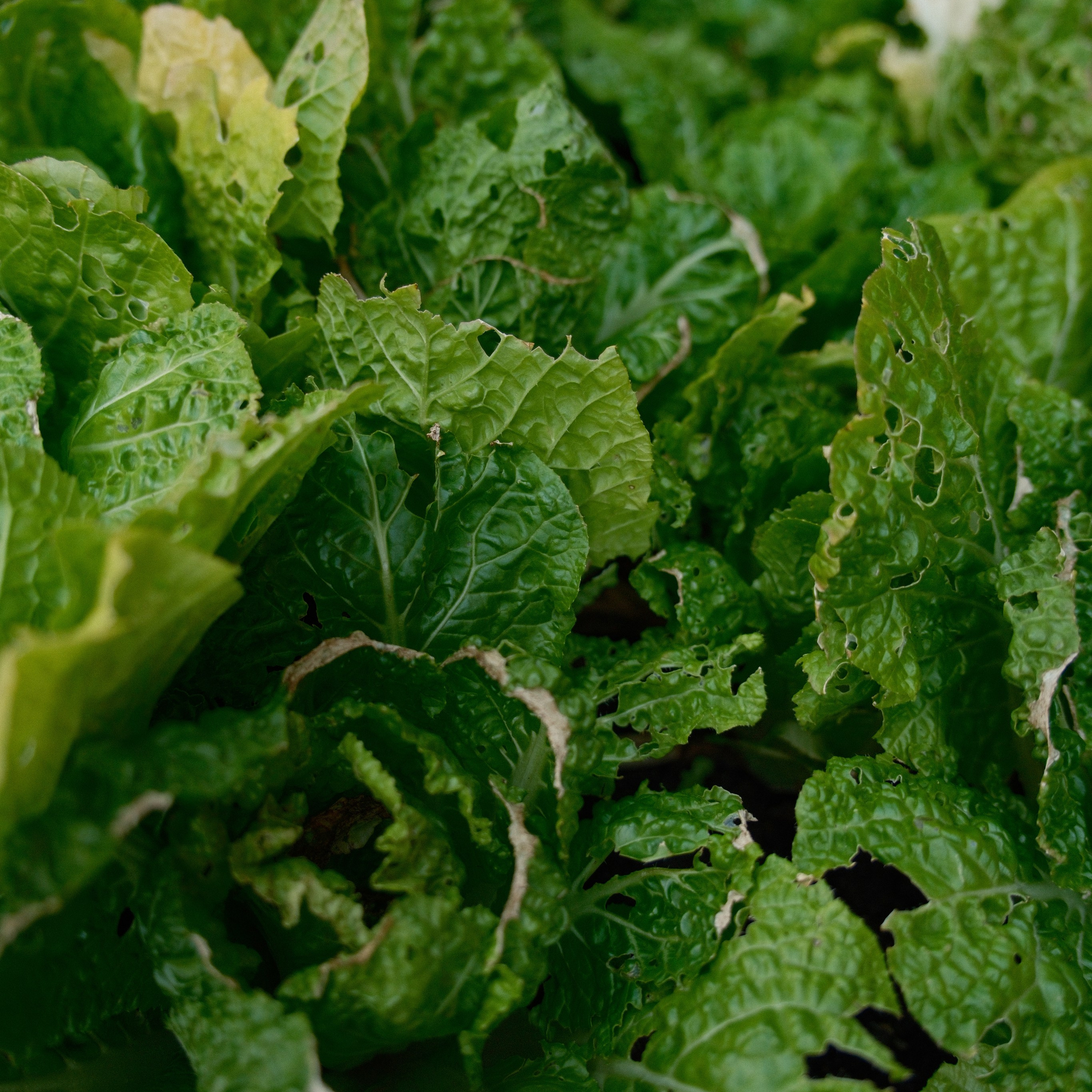 Автофест «OLDSCHOOLSHOW». Фотограф и Видеограф в Москве Евгений Клименко