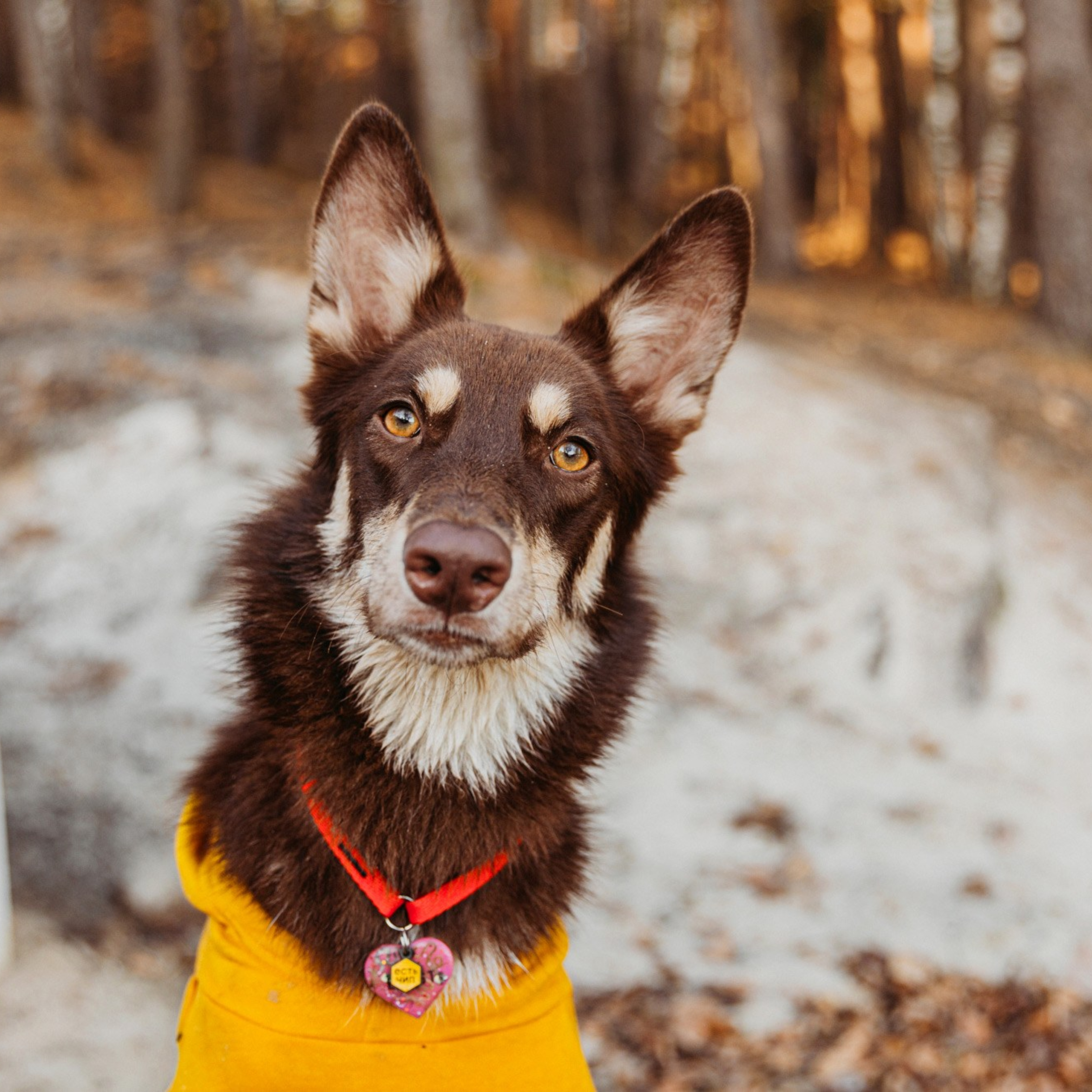 Катя, Кыса и Шейла