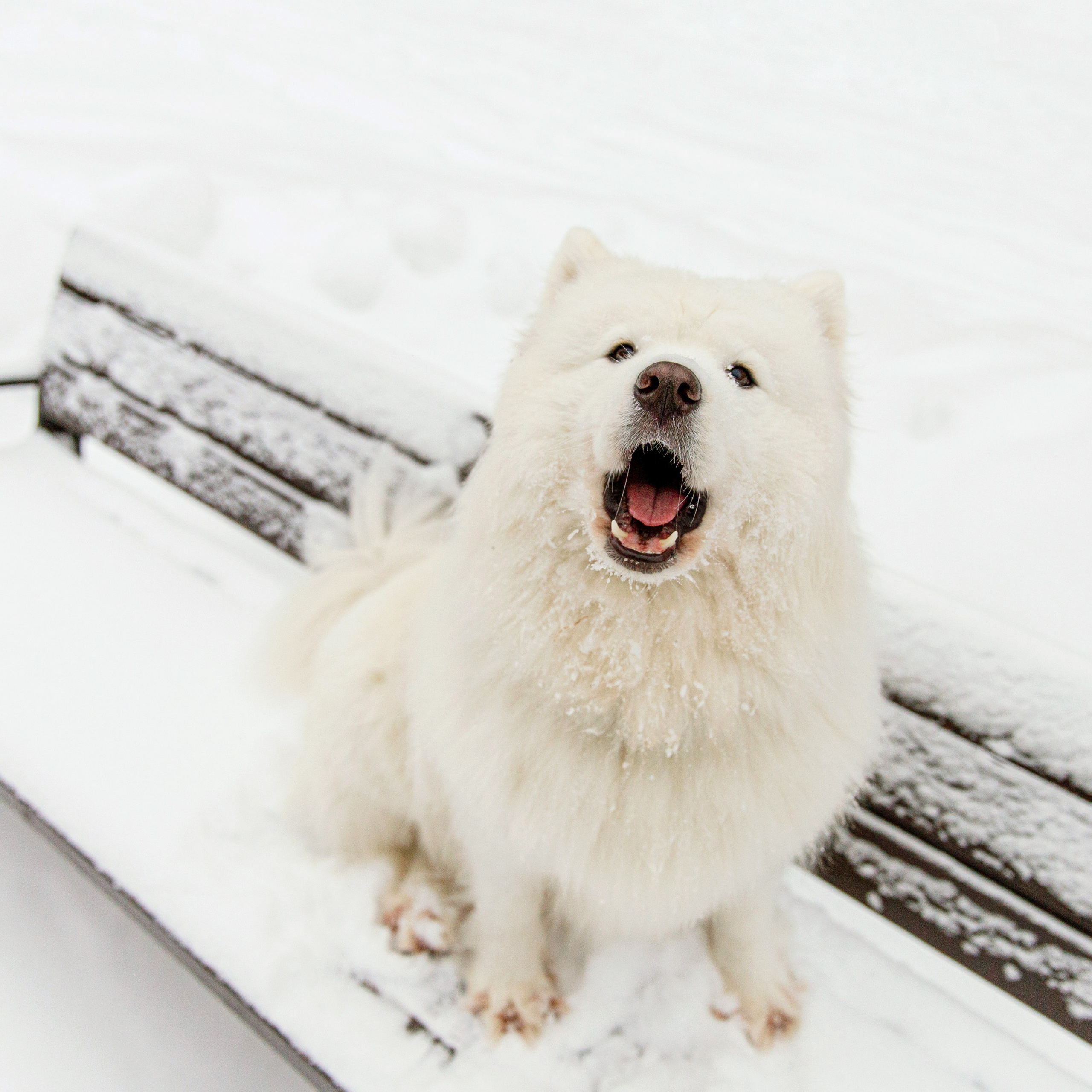 Наталья и Бася