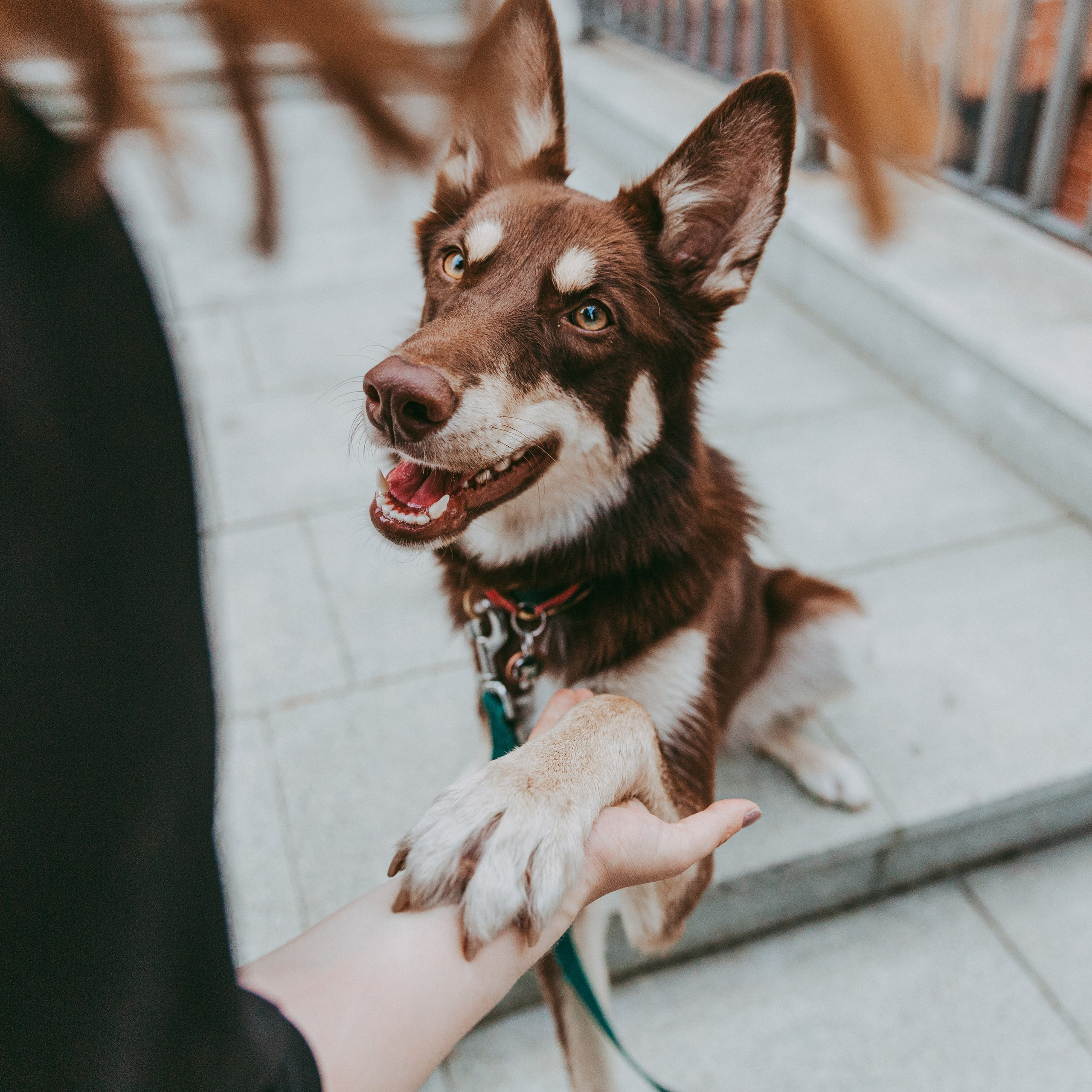 Катя и Шейла