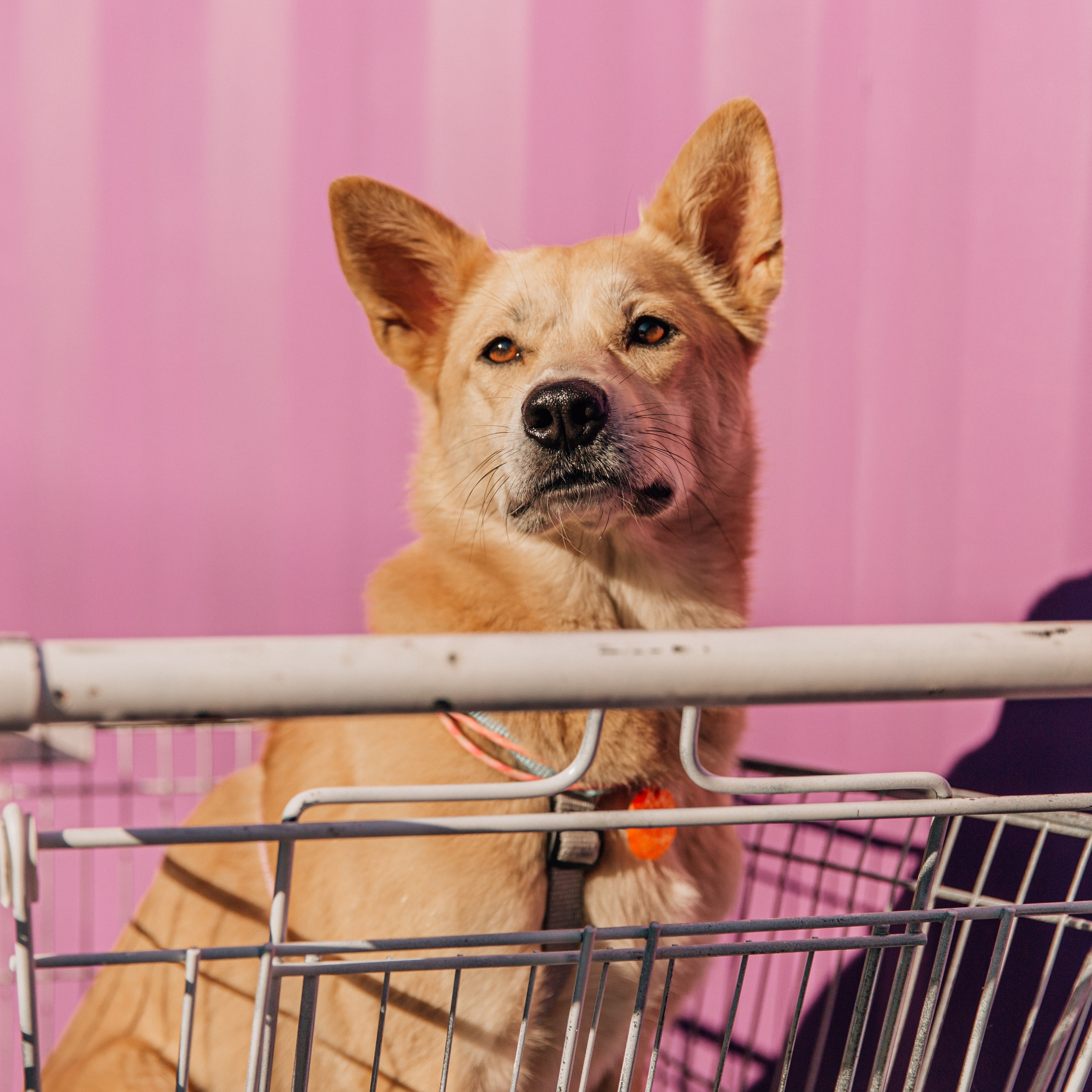 Катя и Кыса