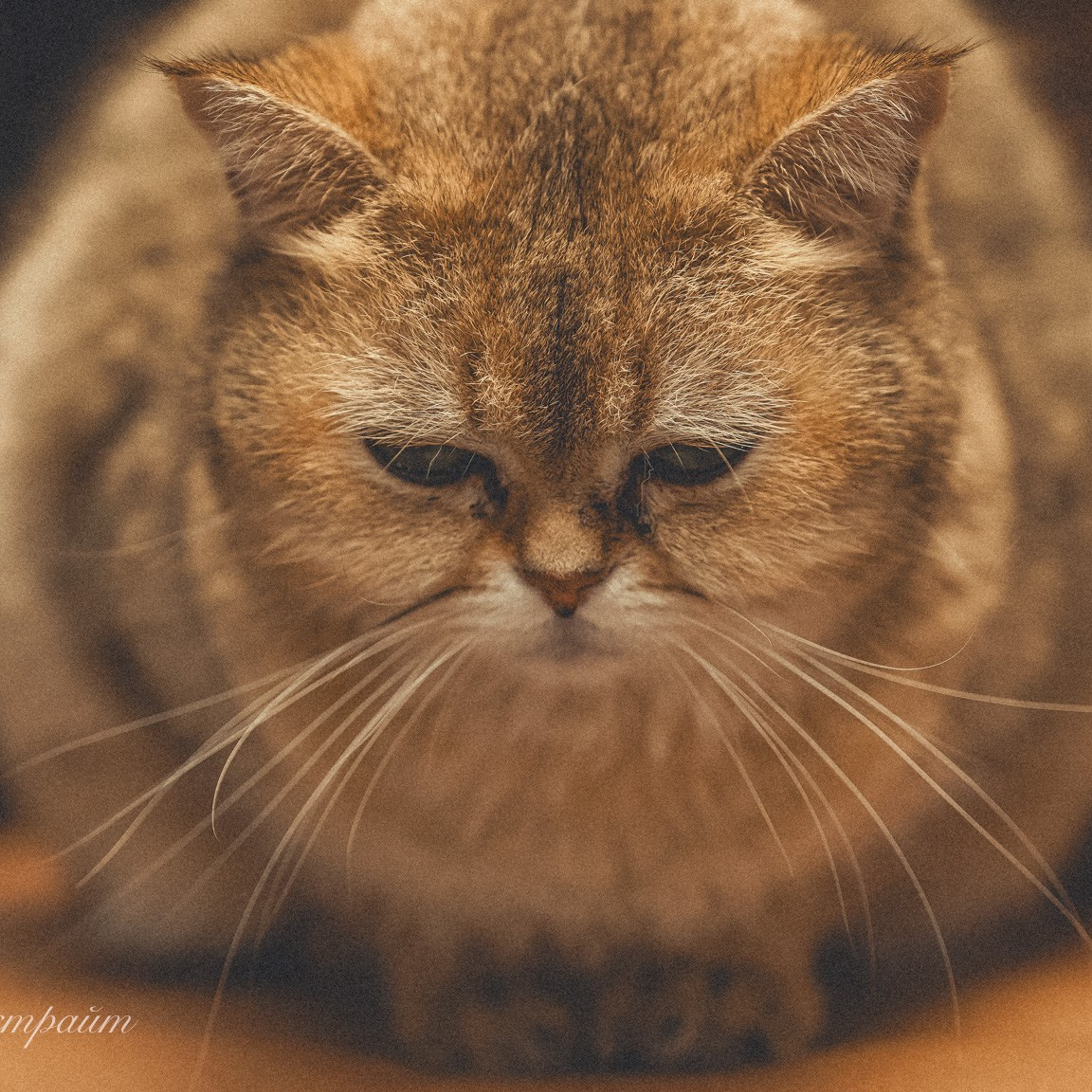 животные