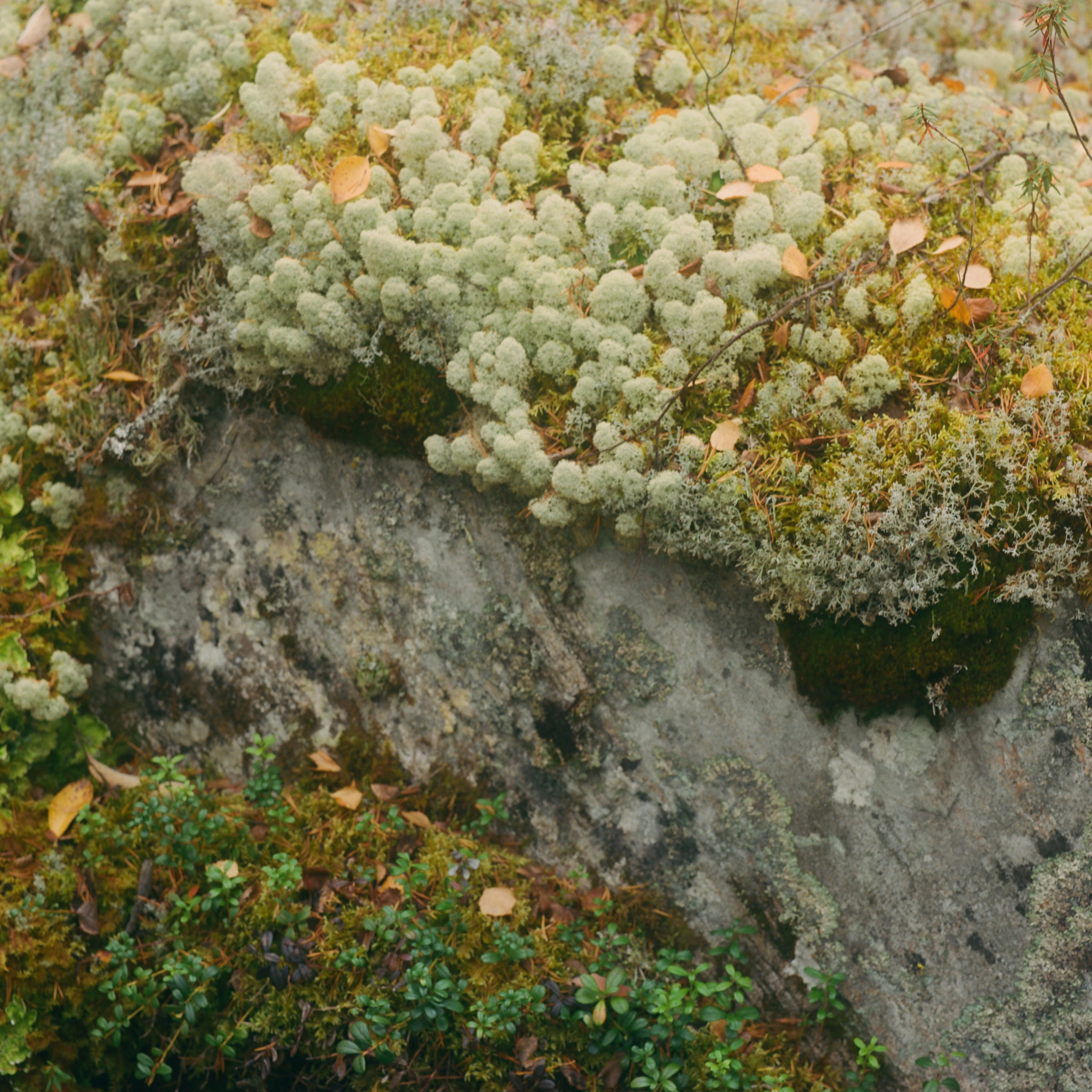 Kola Peninsula (unfinished gallery). Kirillov Egor