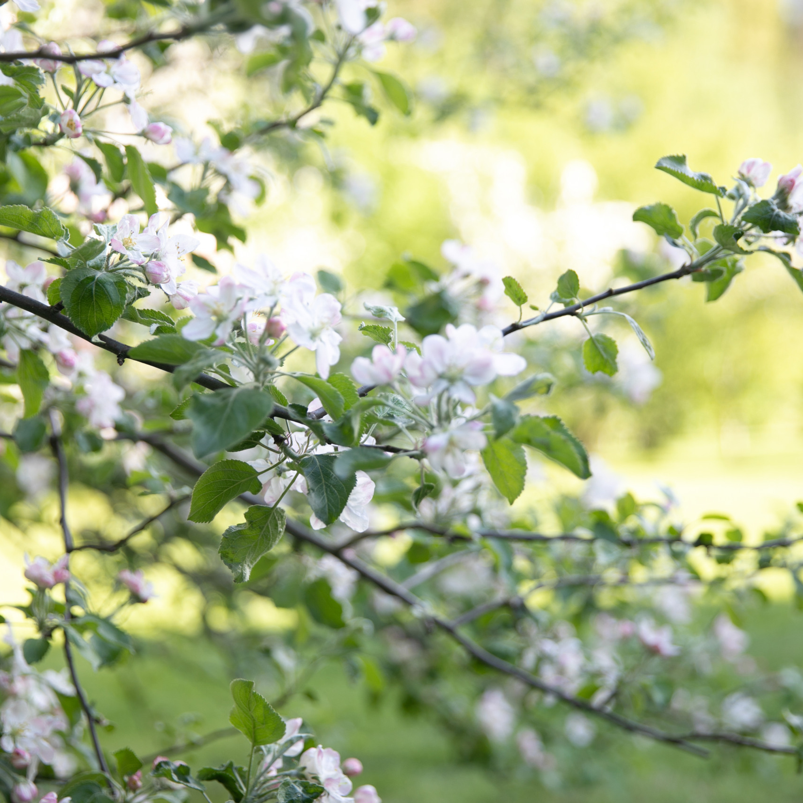 Отзывы. Детский и семейный фотограф в Санкт-Петербурге Елена Крюкова